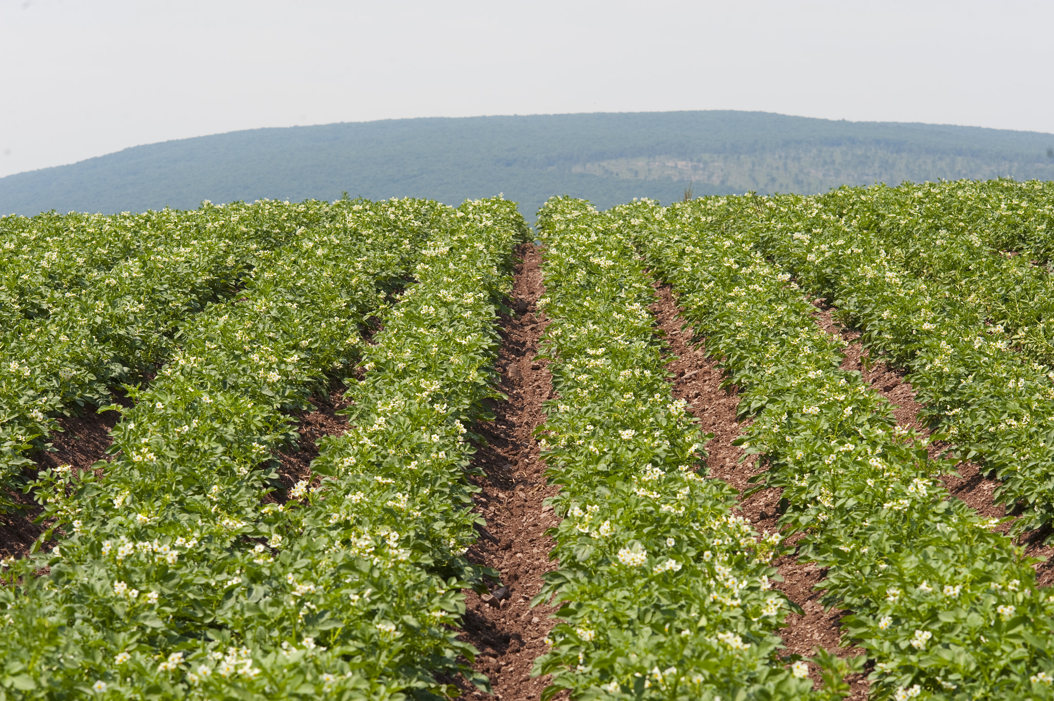 Nikon D700 + AF DC-Nikkor 135mm f/2 sample photo. Field of potatoes photography