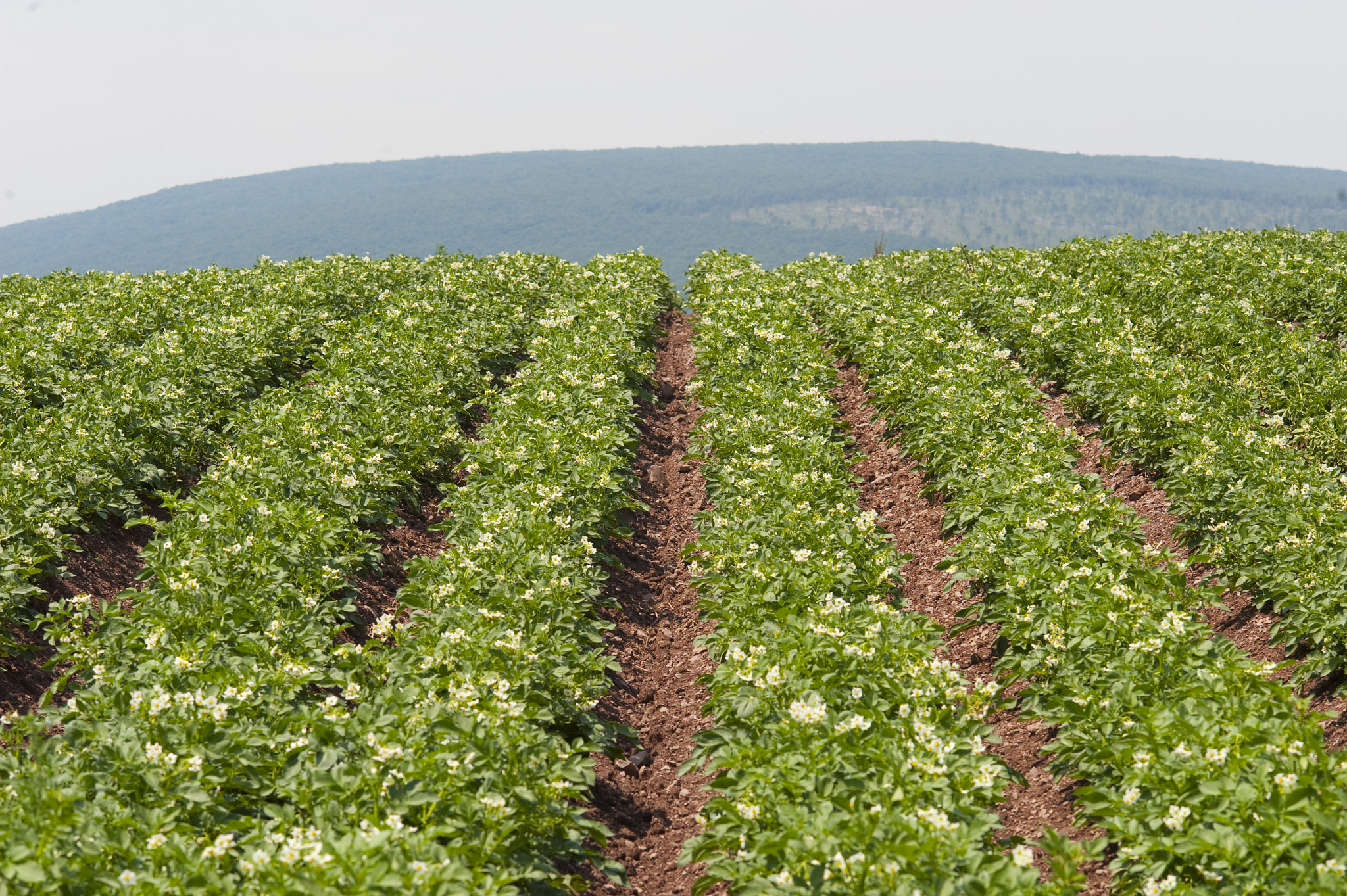 Nikon D700 sample photo. Field of potatoes photography