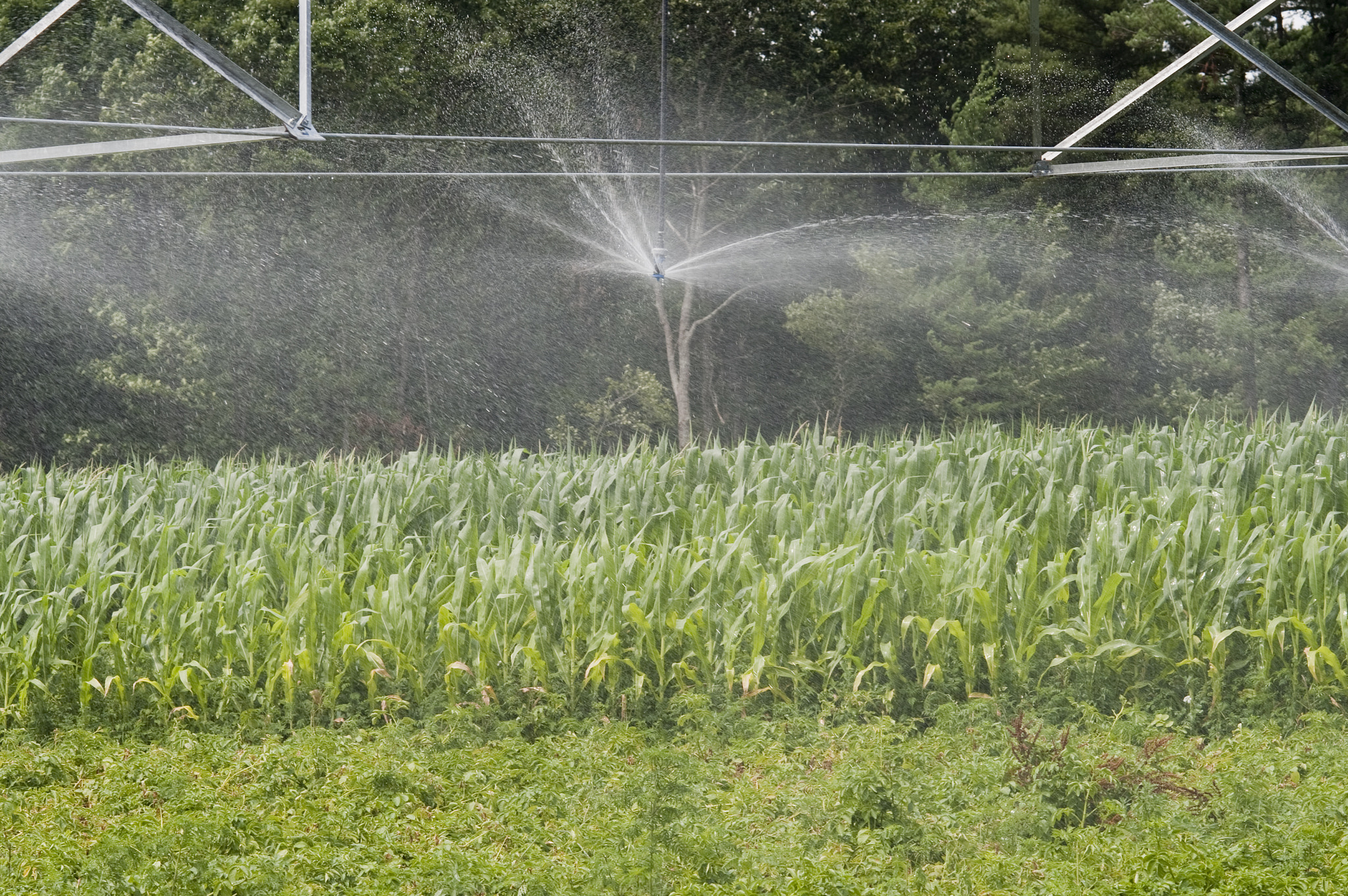 Nikon D700 + AF DC-Nikkor 135mm f/2 sample photo. Field of potatoes with pivot irrigation system photography