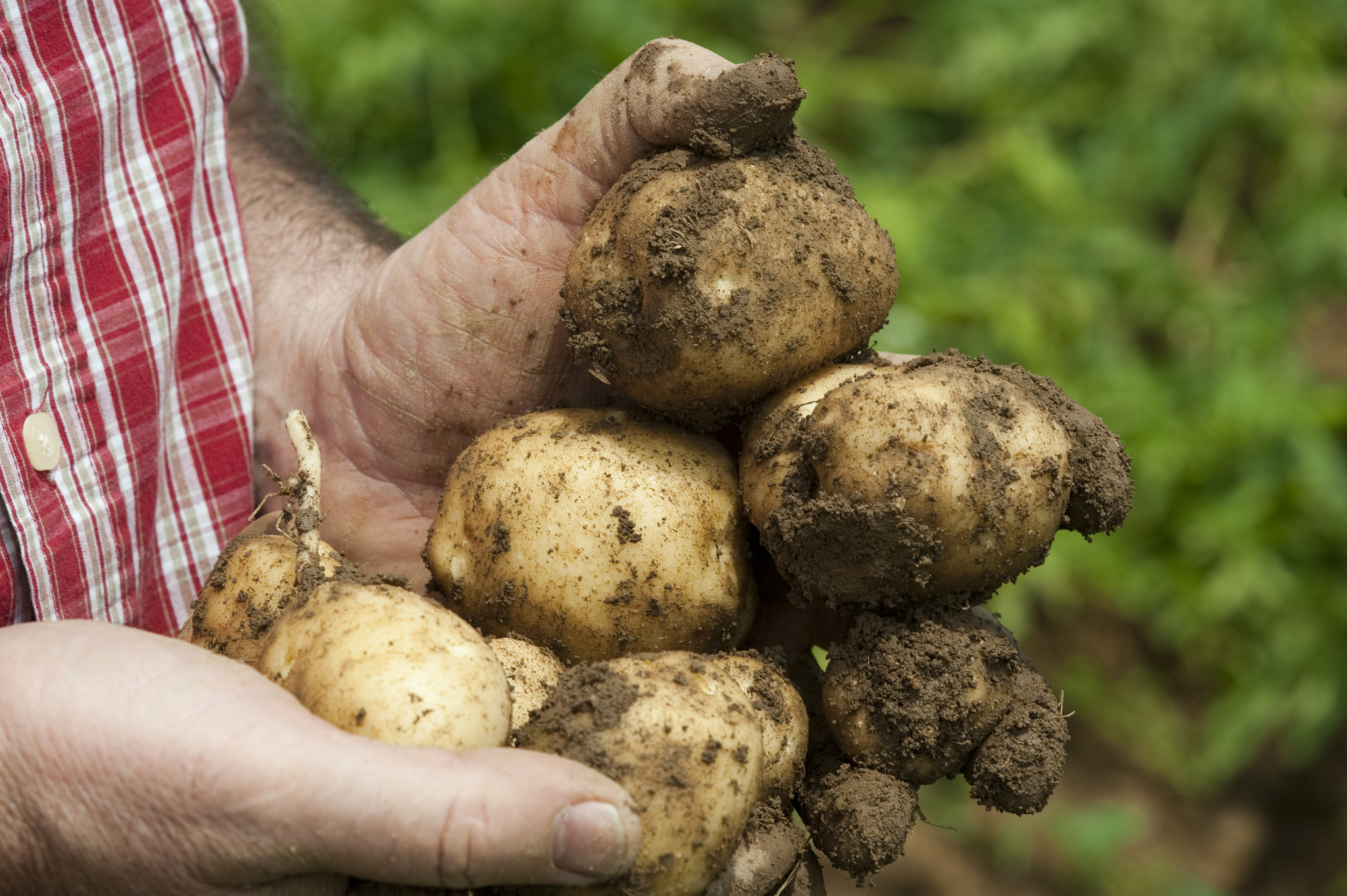 AF DC-Nikkor 135mm f/2 sample photo. Potatoes photography