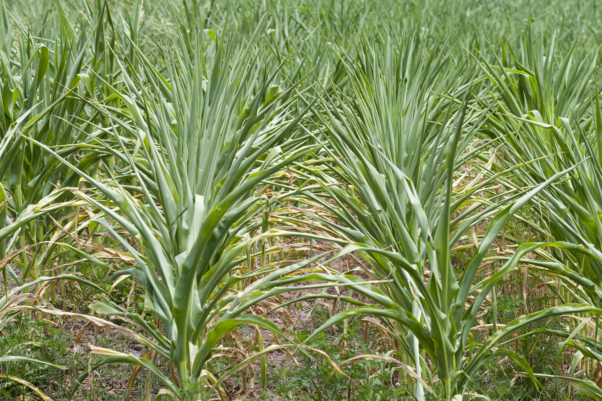 Nikon D700 sample photo. Drought-stressed corn photography