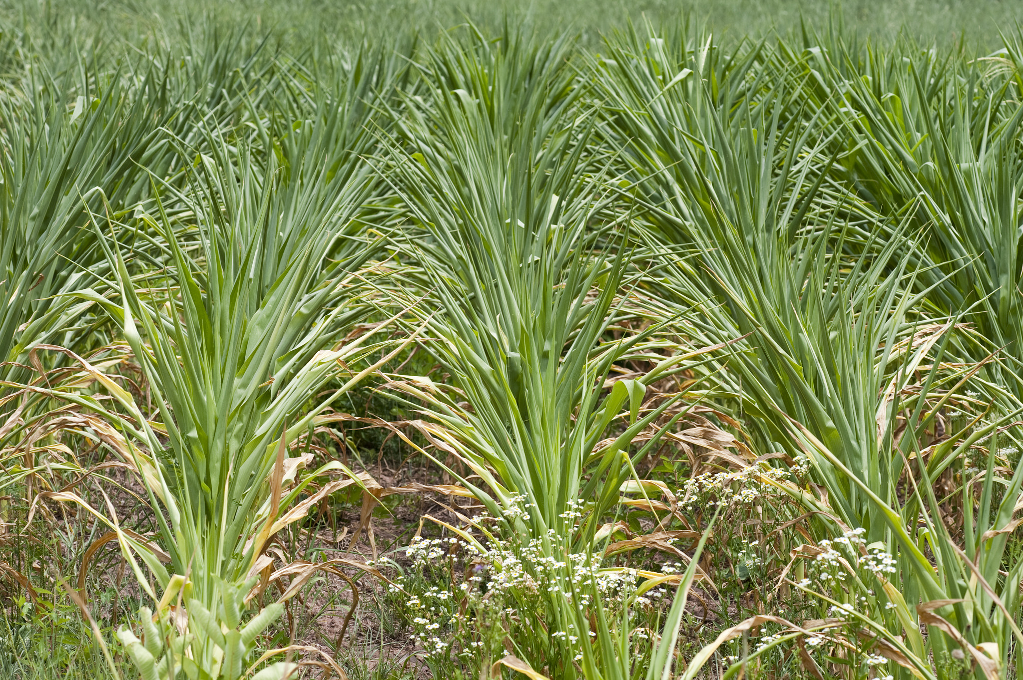 AF DC-Nikkor 135mm f/2 sample photo. Drought-stressed corn photography