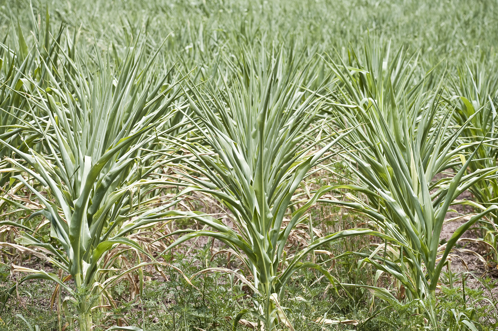 AF DC-Nikkor 135mm f/2 sample photo. Drought-stressed corn photography