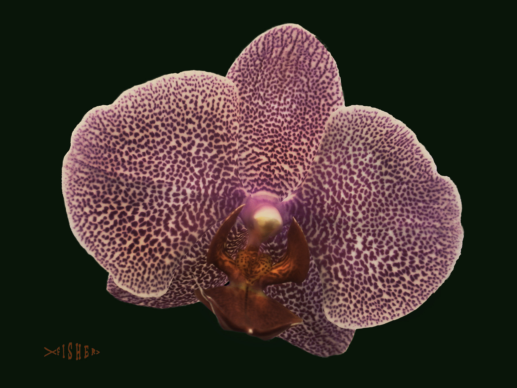 Nikon E995 sample photo. Phalaenopsis blossom photography