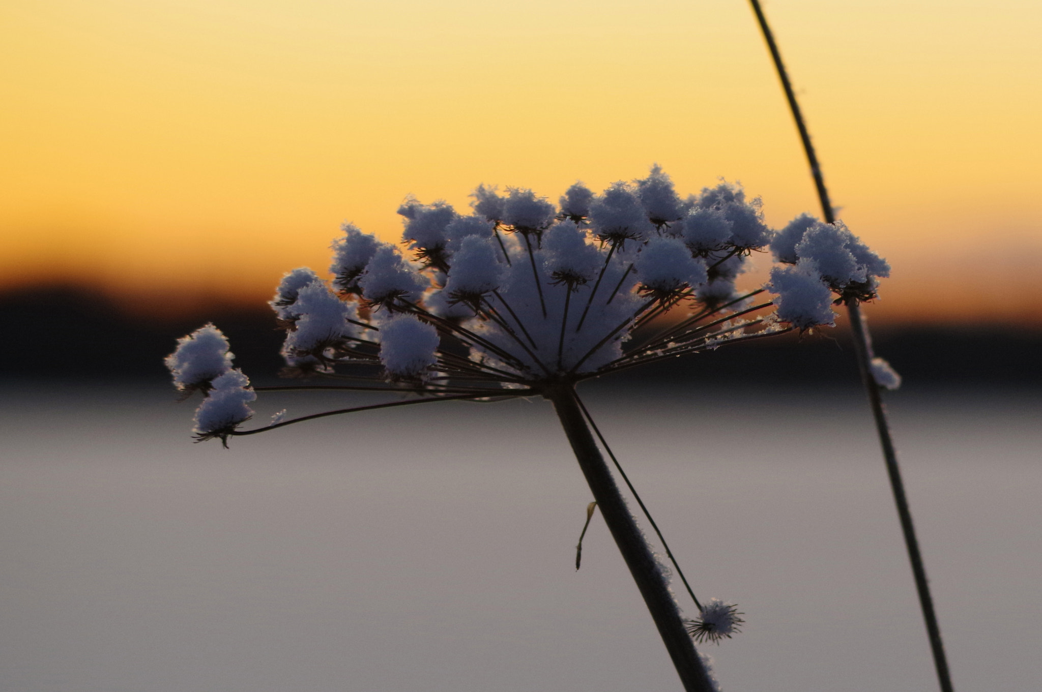 Sigma 120-400mm F4.5-5.6 DG OS HSM sample photo. Cold but beautiful photography