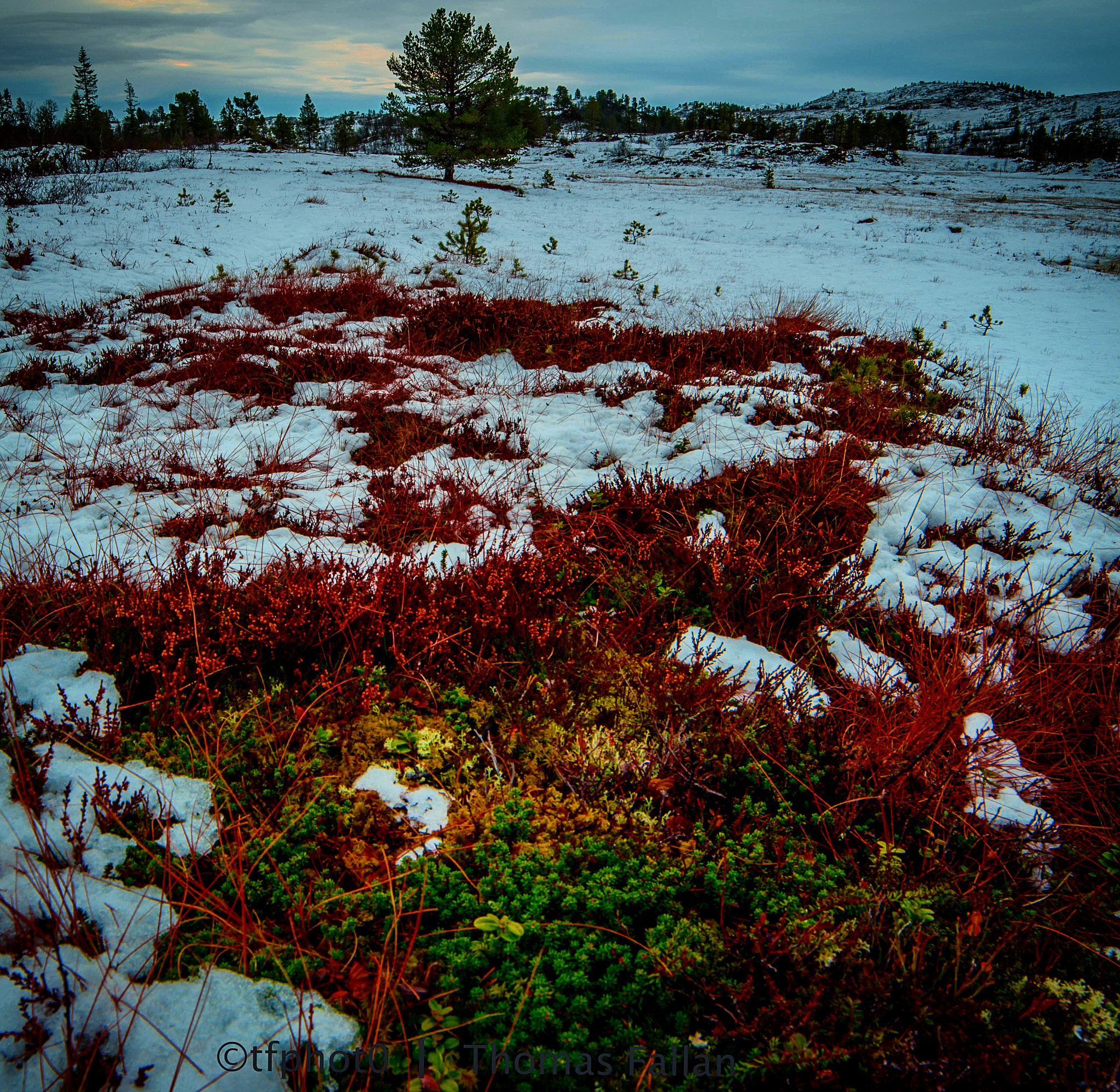 Samyang 14mm F2.8 ED AS IF UMC sample photo. The last bit of autumn are holding a firm grip, but the winter seems to be a too powerful force❄️❄️ photography