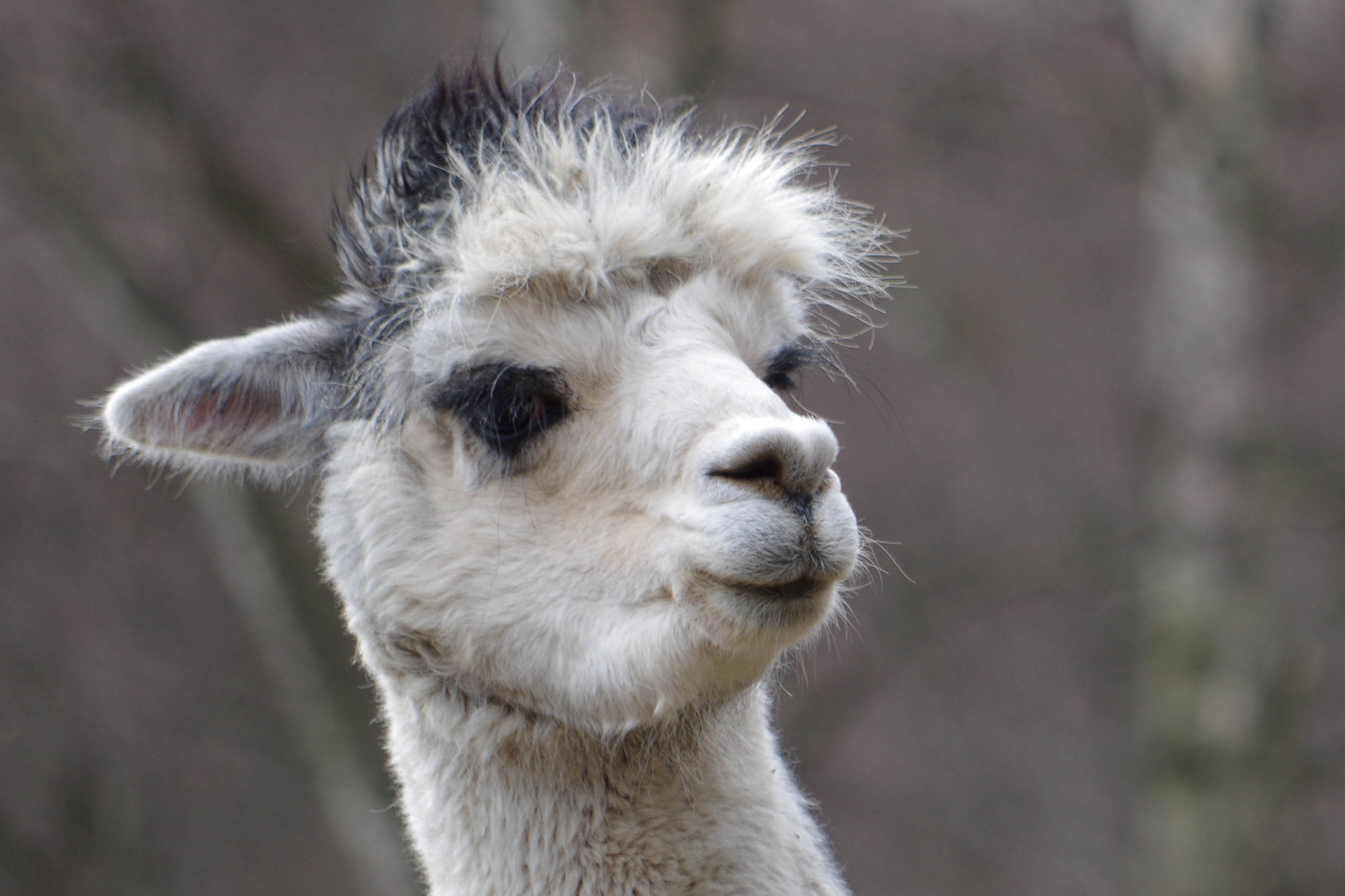 smc Pentax-DA L 50-200mm F4-5.6 ED WR sample photo. Lama photography