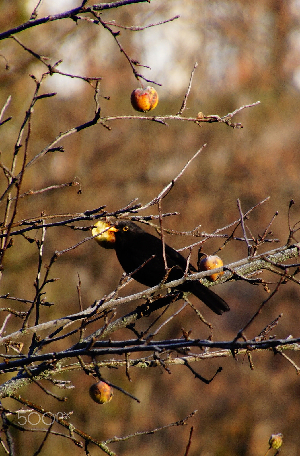 Sony SLT-A58 sample photo. Blackbird photography