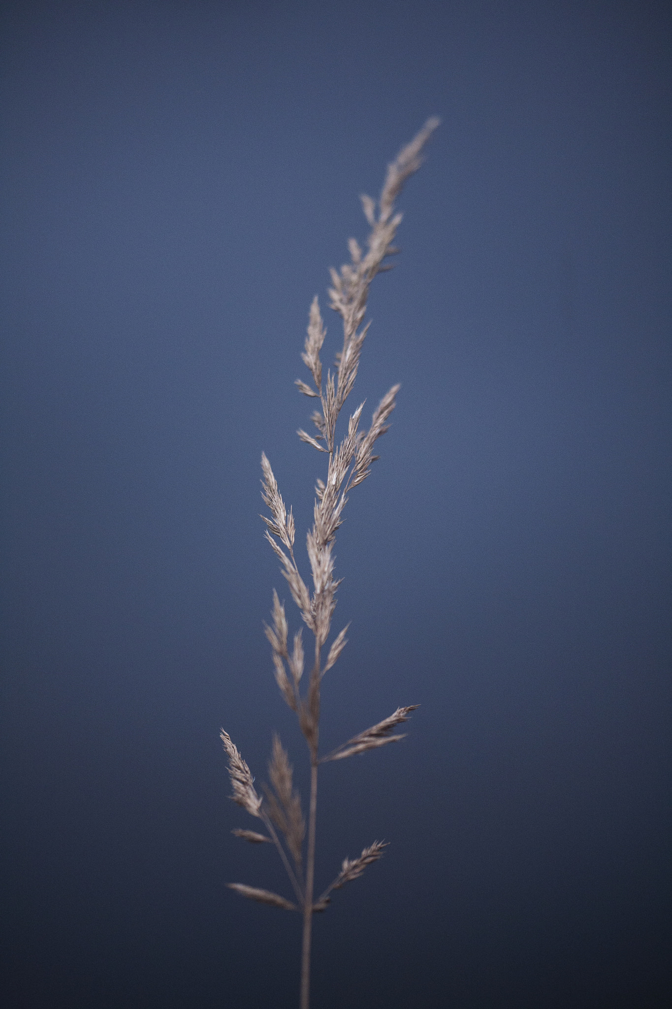 Sigma APO Macro 150mm f/2.8 EX DG HSM sample photo. Pye corner audio toward light photography