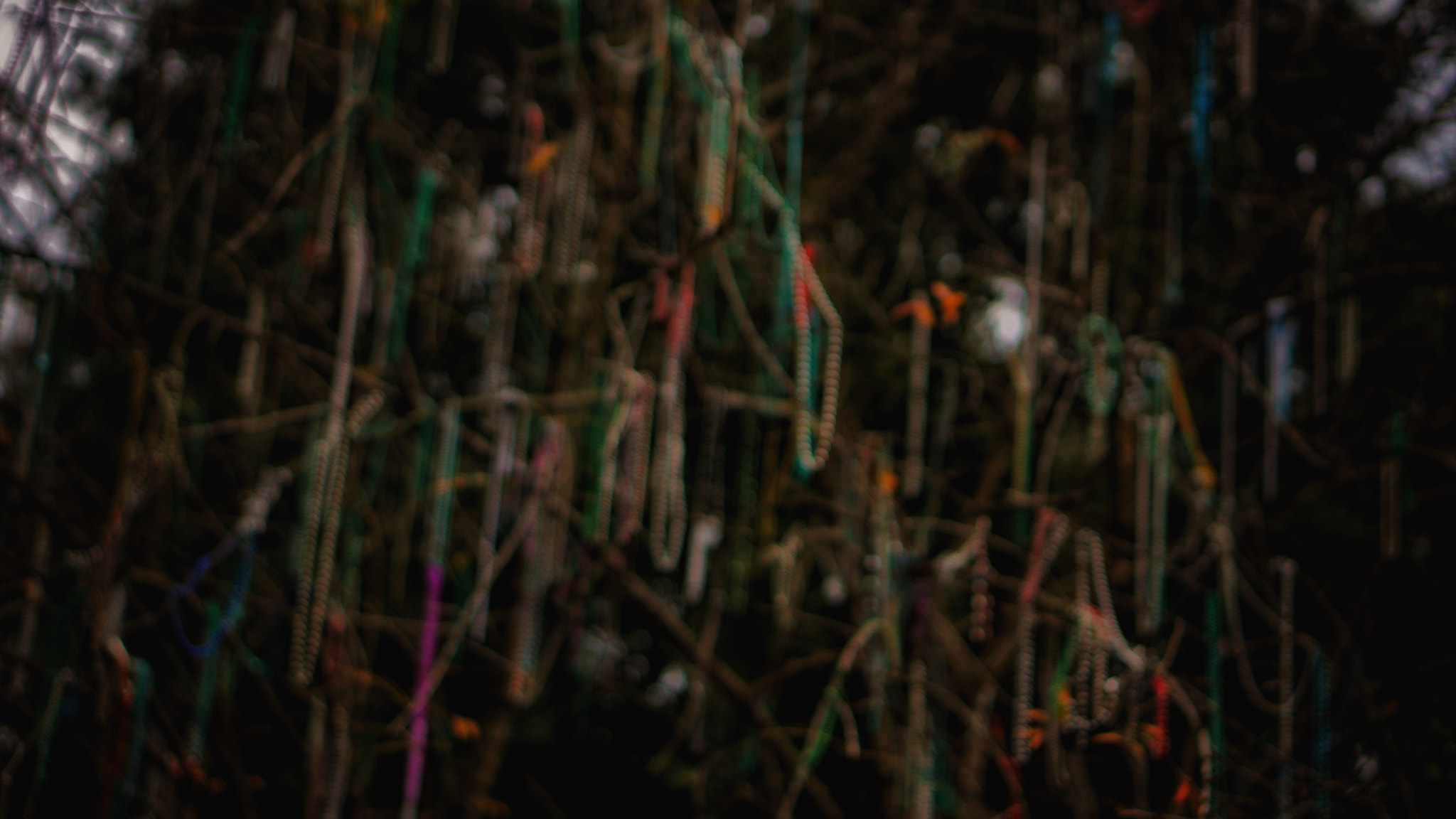Sony E 50mm F1.8 OSS sample photo. Bead tree photography
