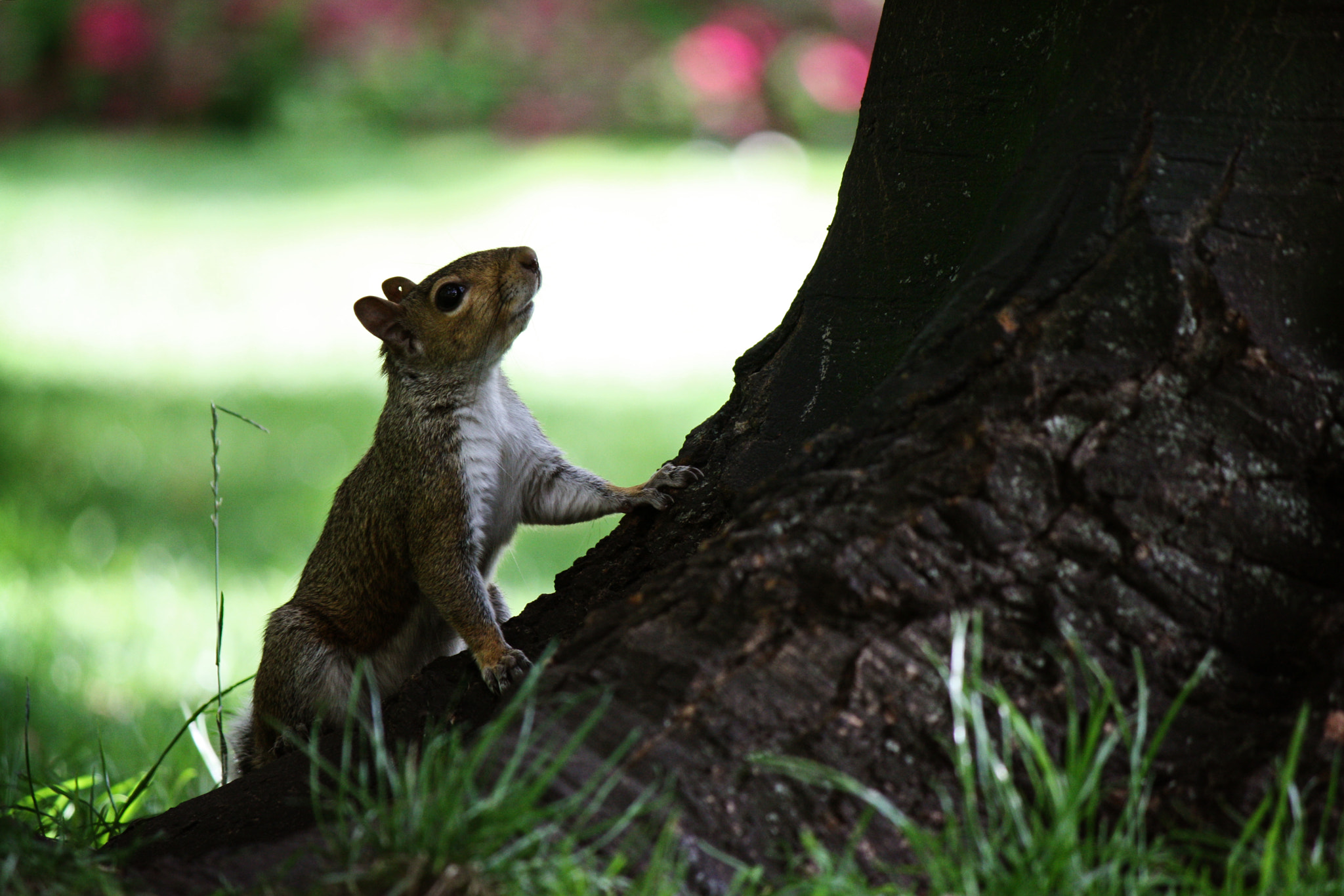 Canon EF-S 55-250mm F4-5.6 IS sample photo. Squirrel photography