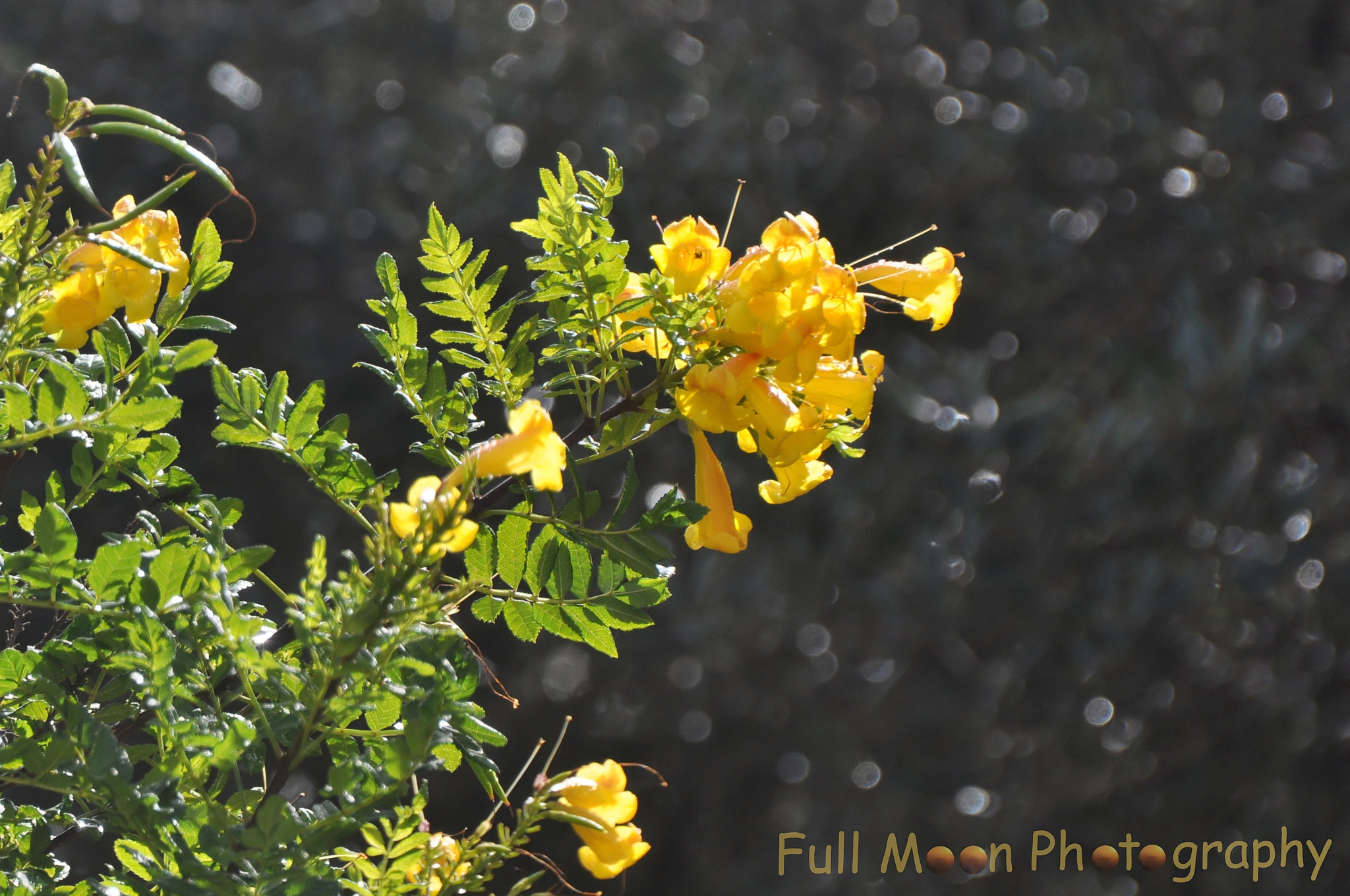 Nikon D5000 sample photo. My soft dream photography