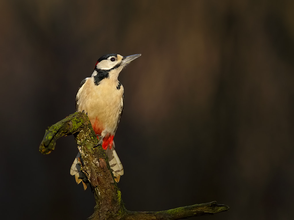 Canon EF 600mm F4L IS II USM sample photo. Great spotted woodpecker,  male.  photography