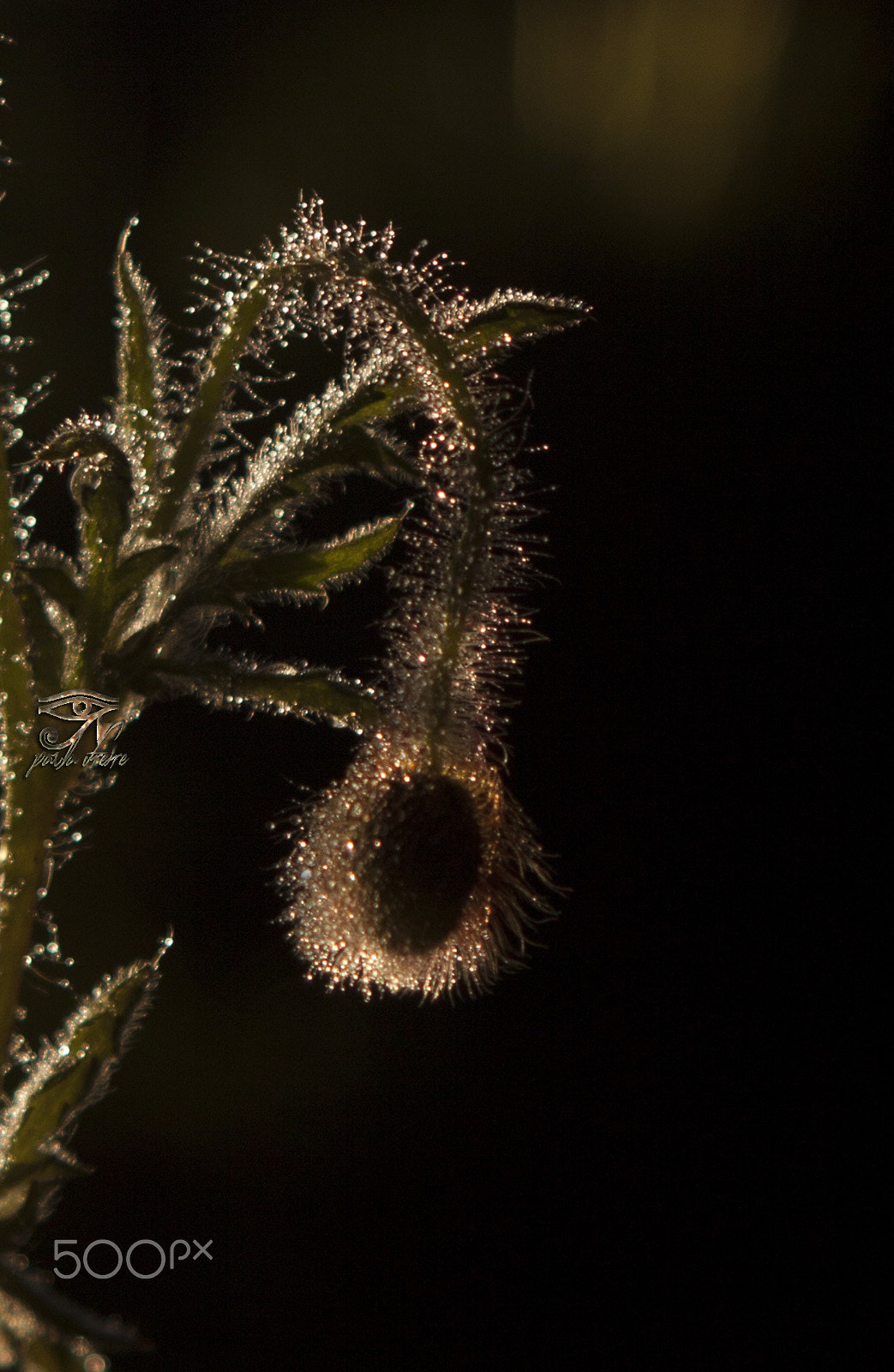 Canon EF 28-105mm f/3.5-4.5 USM sample photo. Dew photography