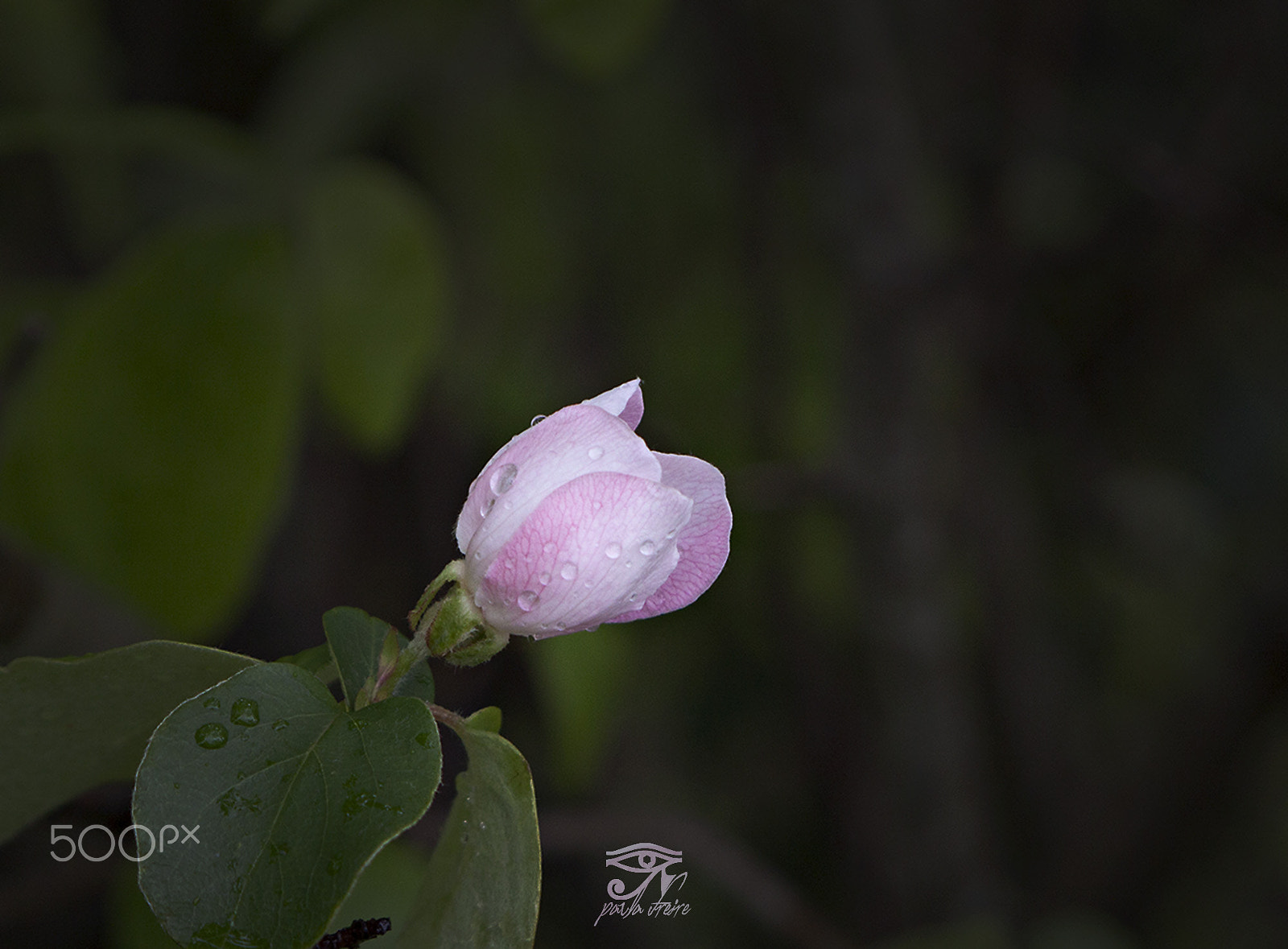 Canon EF 28-105mm f/3.5-4.5 USM sample photo. Flower photography