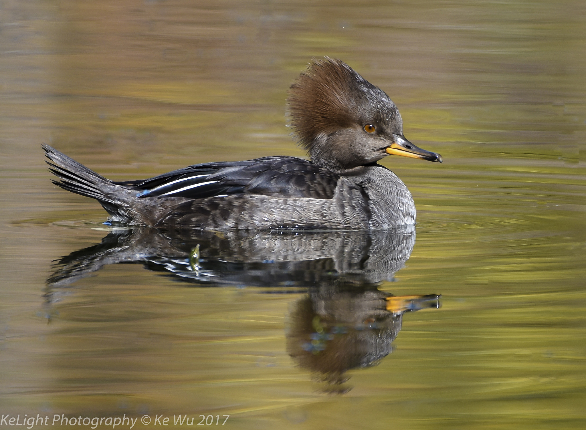 Nikon AF-S Nikkor 200-500mm F5.6E ED VR sample photo. Hooded merganser photography