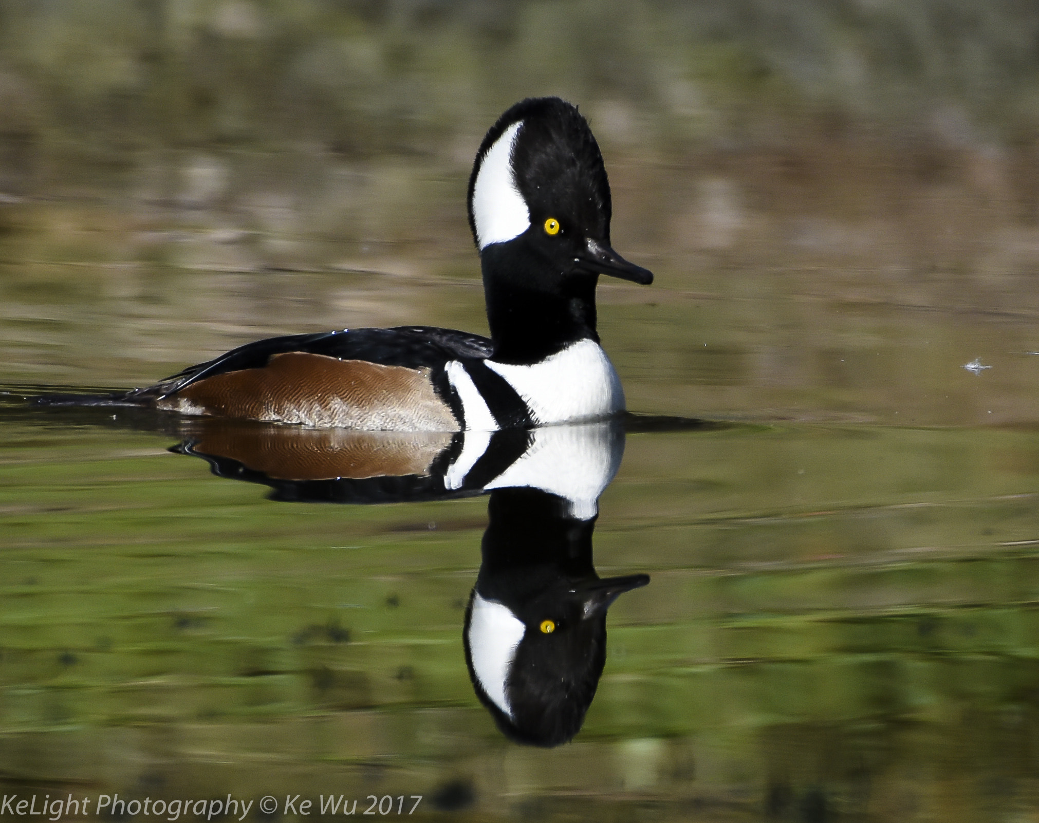 Nikon AF-S Nikkor 200-500mm F5.6E ED VR sample photo. Hooded merganser photography