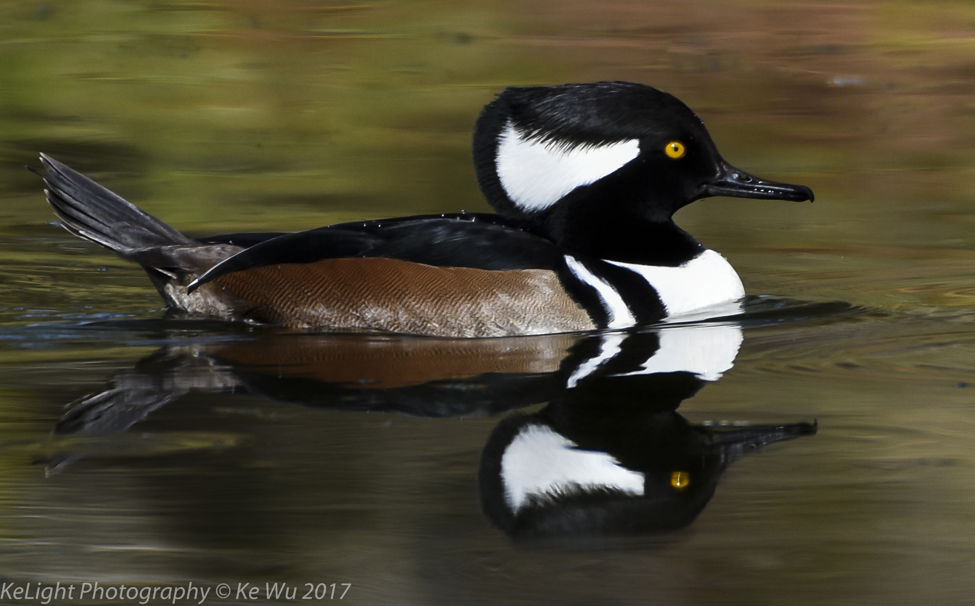 Nikon AF-S Nikkor 200-500mm F5.6E ED VR sample photo. Hooded merganser photography