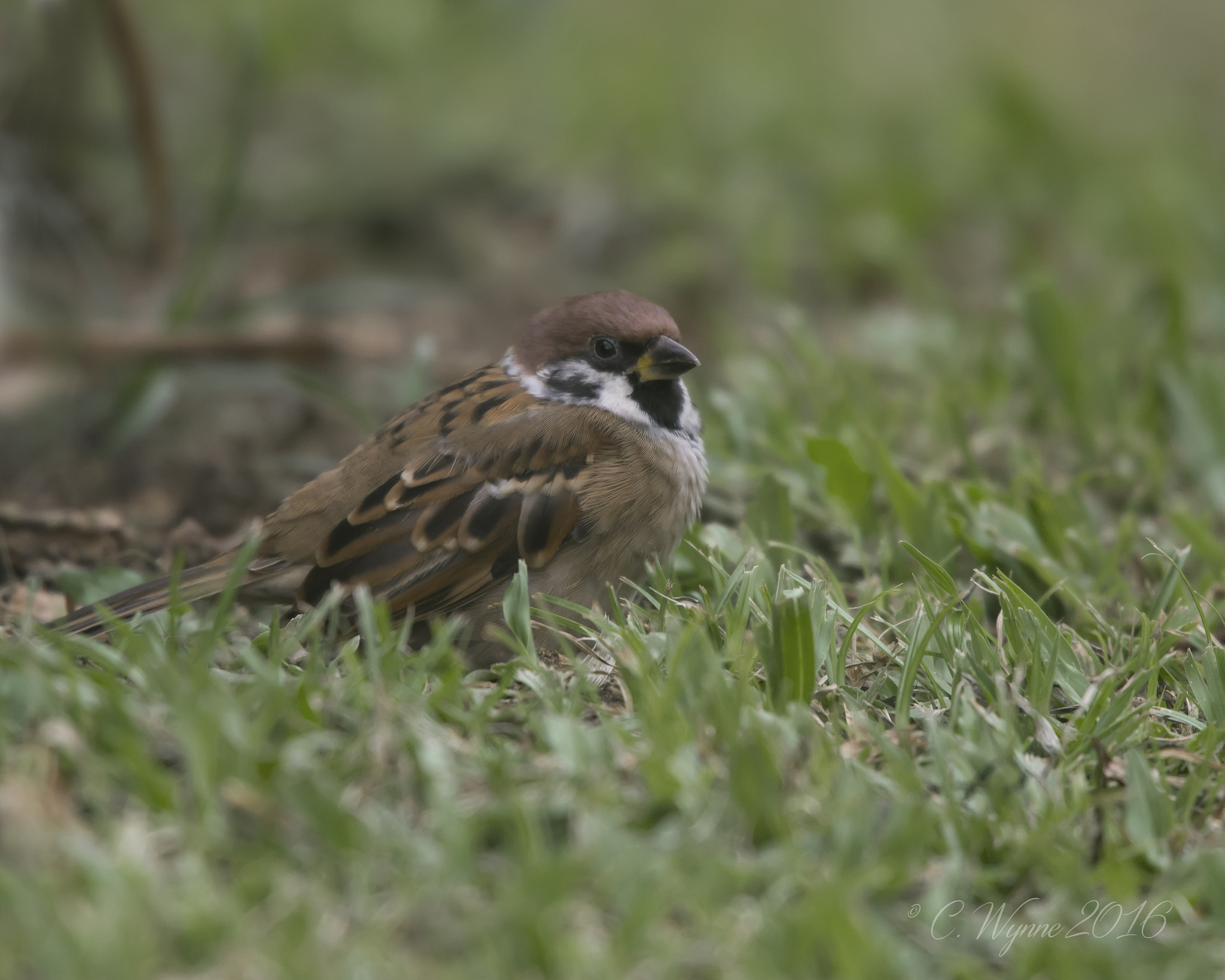 Nikon Nikkor AF-S 300mm F4E PF ED VR sample photo. Eurasian tree sparrow photography