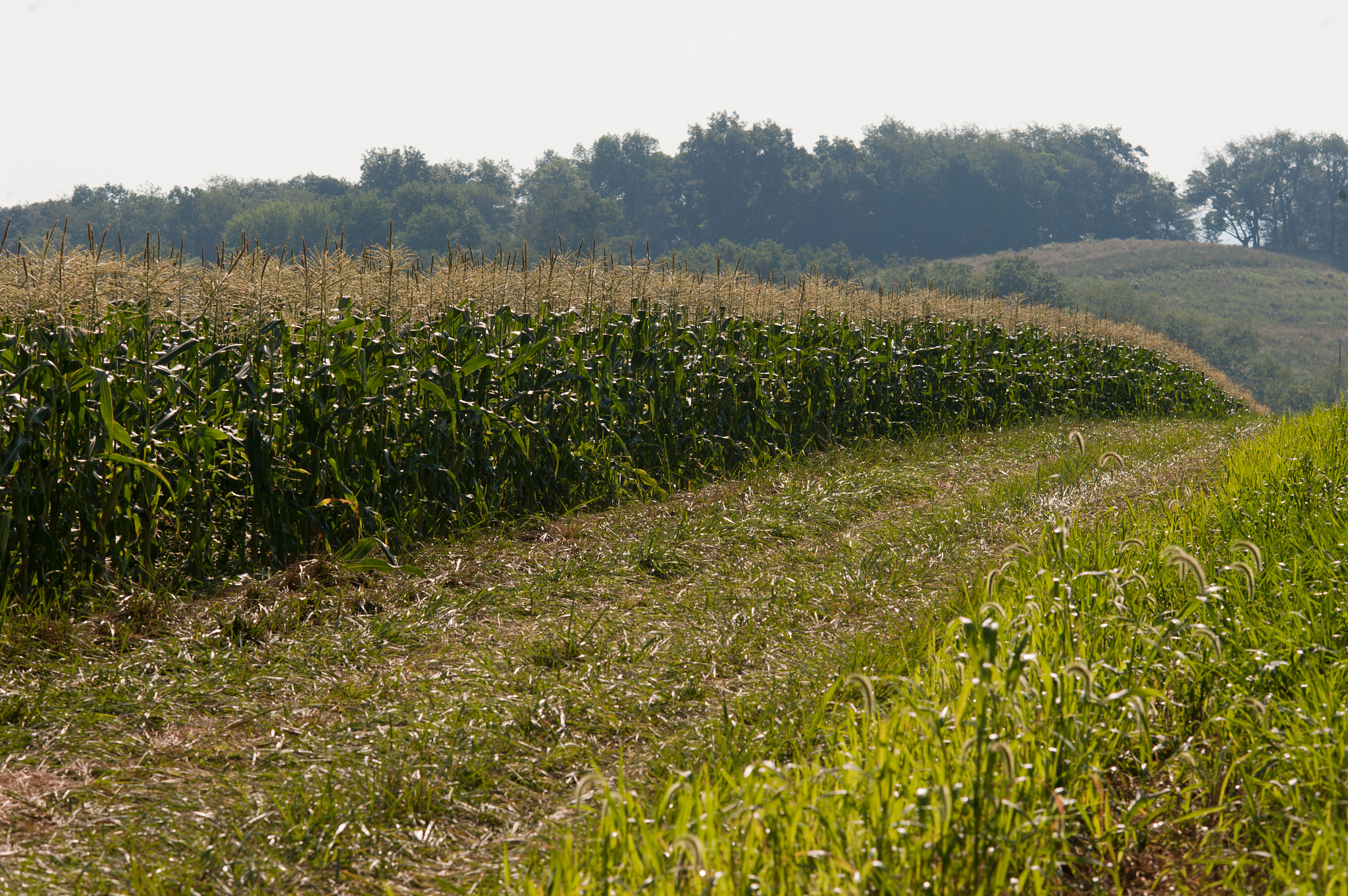 Nikon D700 + AF DC-Nikkor 135mm f/2 sample photo. Corn rows photography