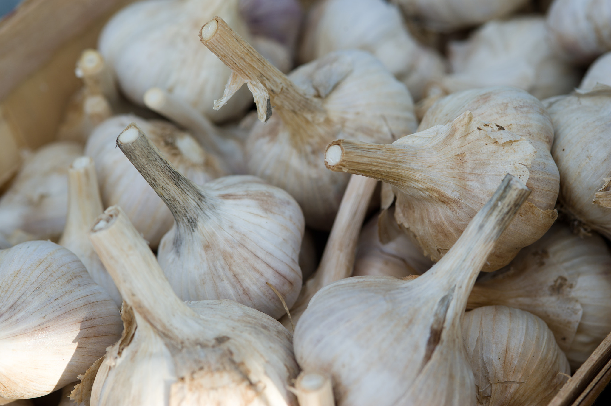 Nikon D3S sample photo. Box of garlic photography
