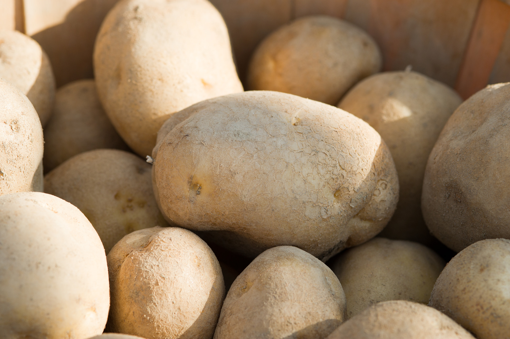 Nikon D3S sample photo. Potatoes photography