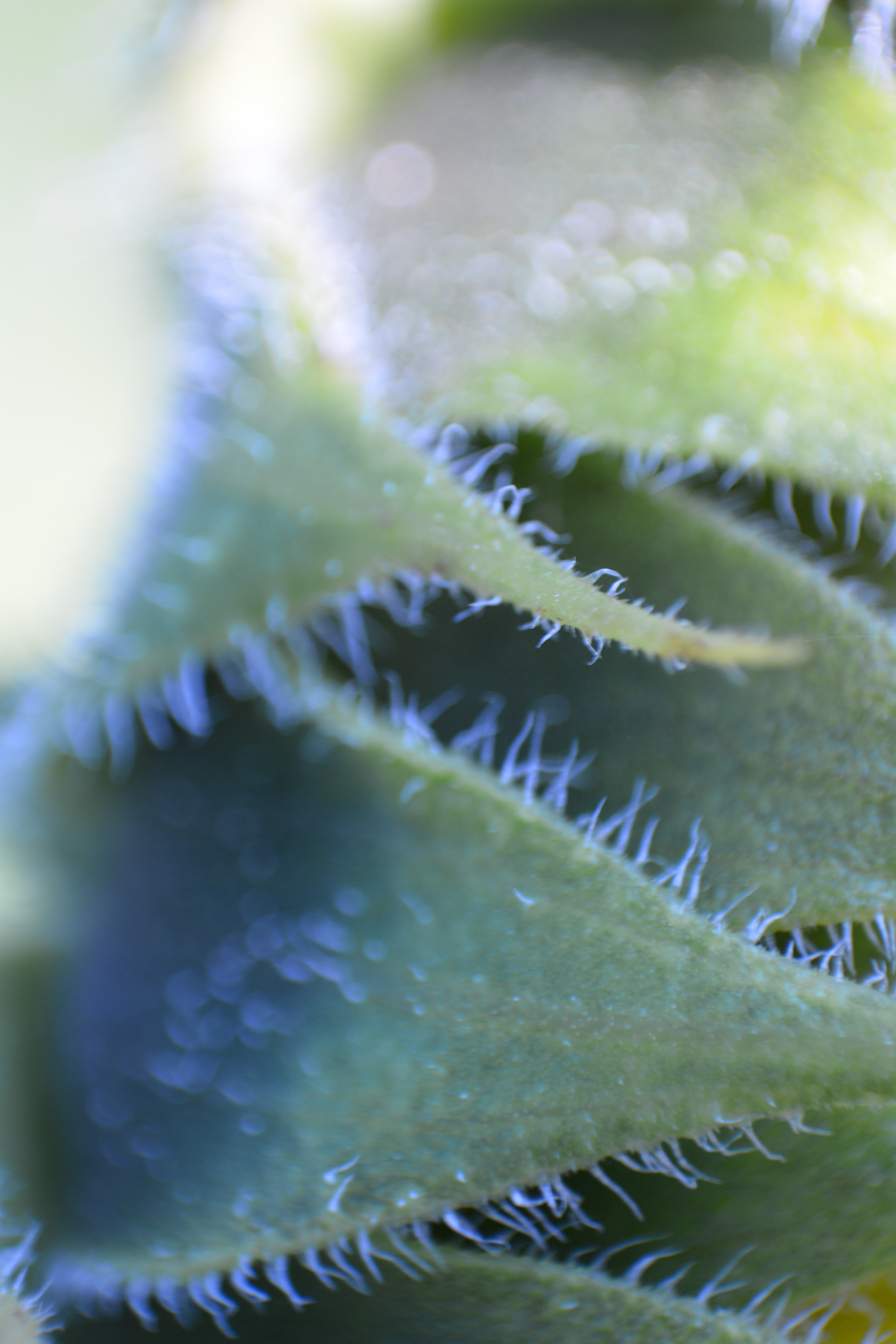 Manual Lens No CPU sample photo. Colours photography