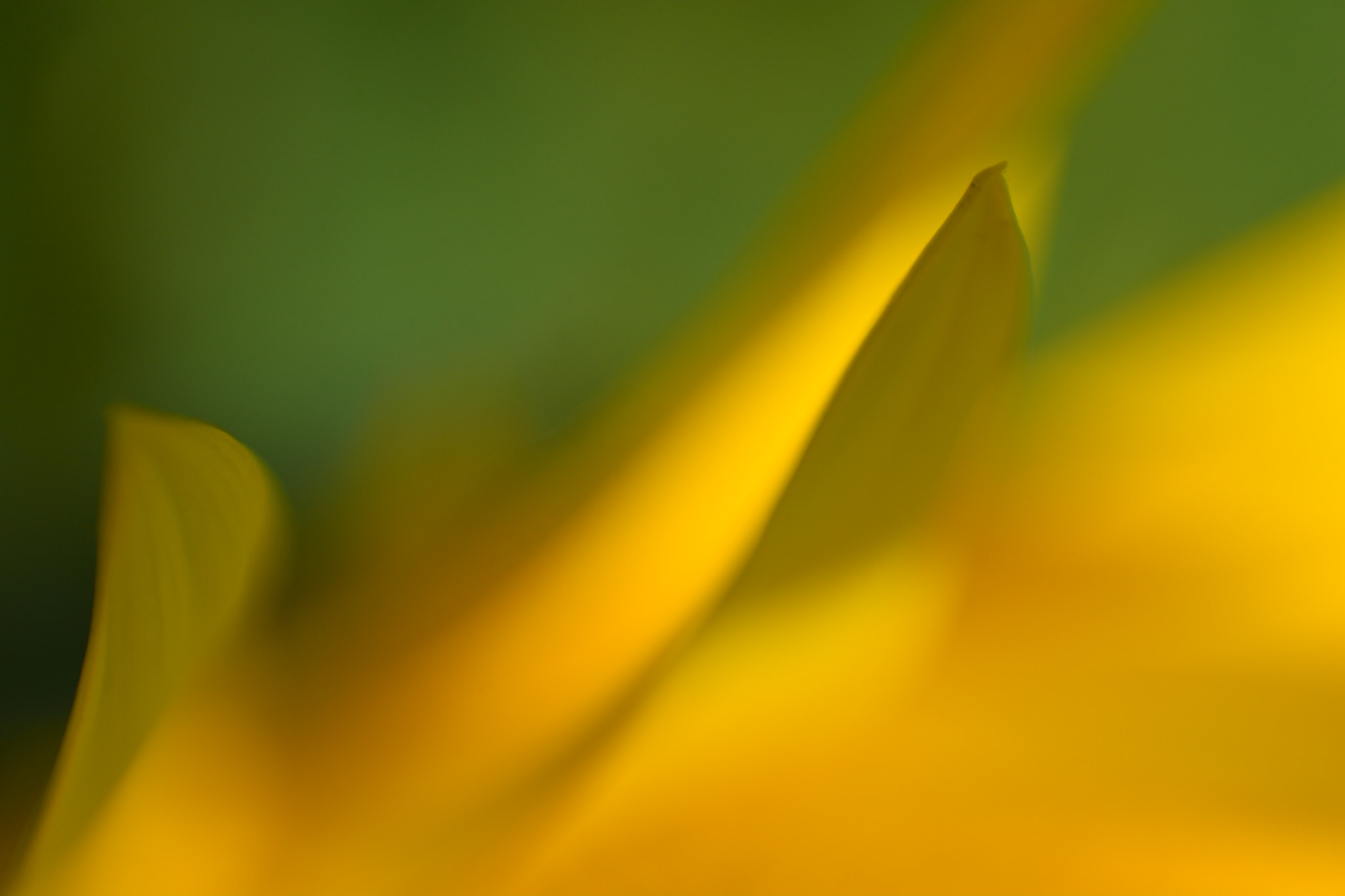 Manual Lens No CPU sample photo. Colours photography