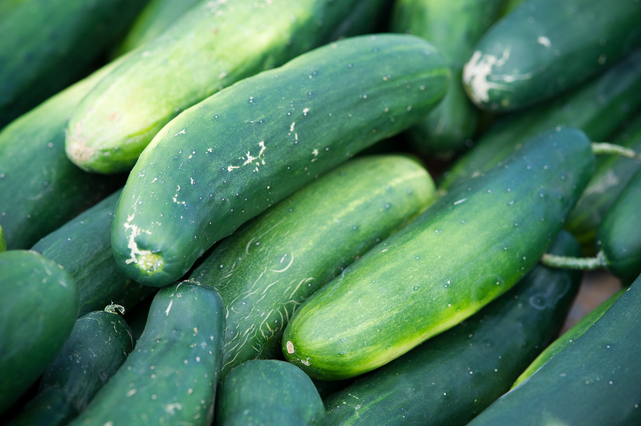 Nikon D3S sample photo. Cucumbers photography
