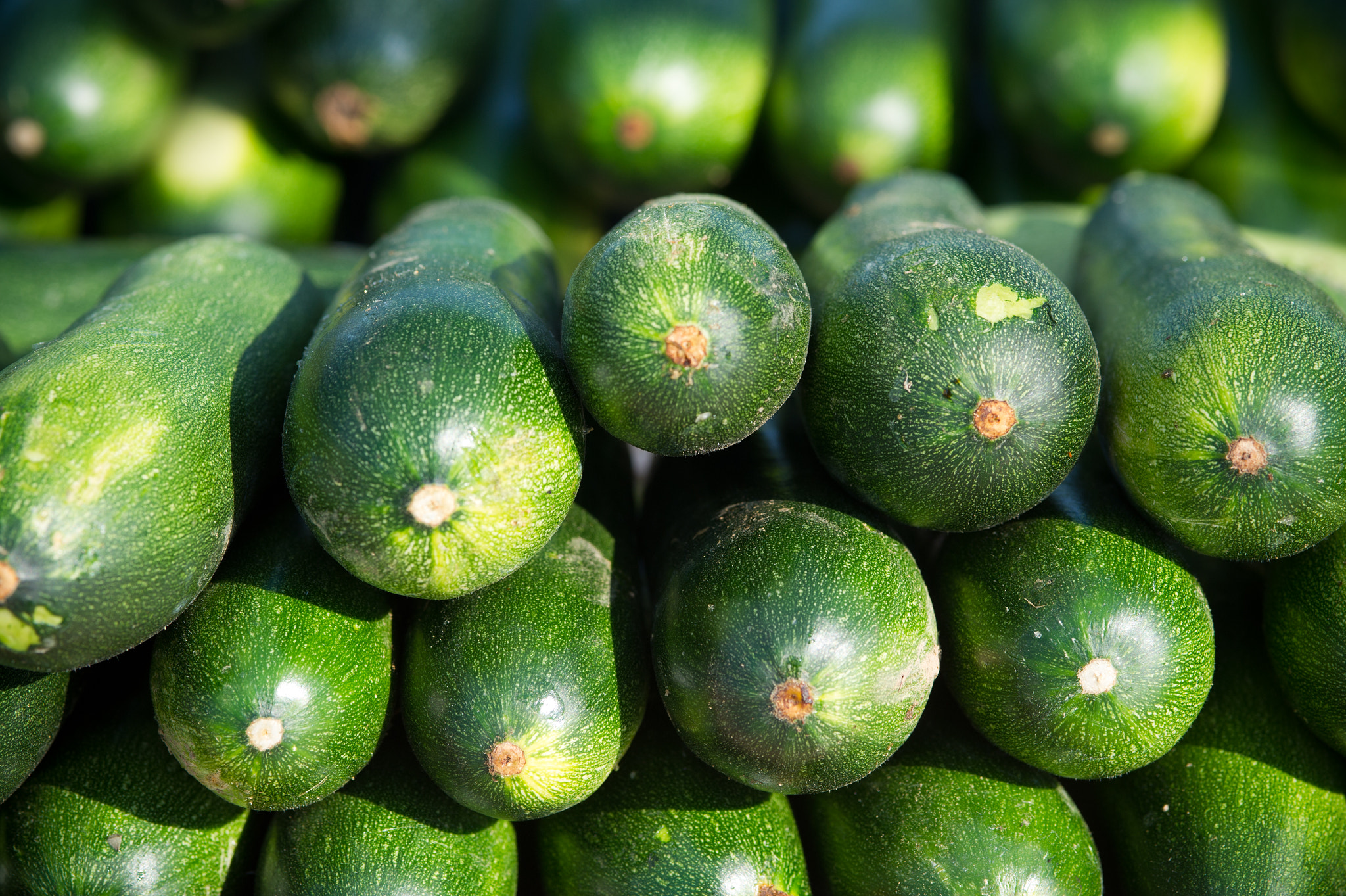 Nikon D3S sample photo. Cucumbers photography