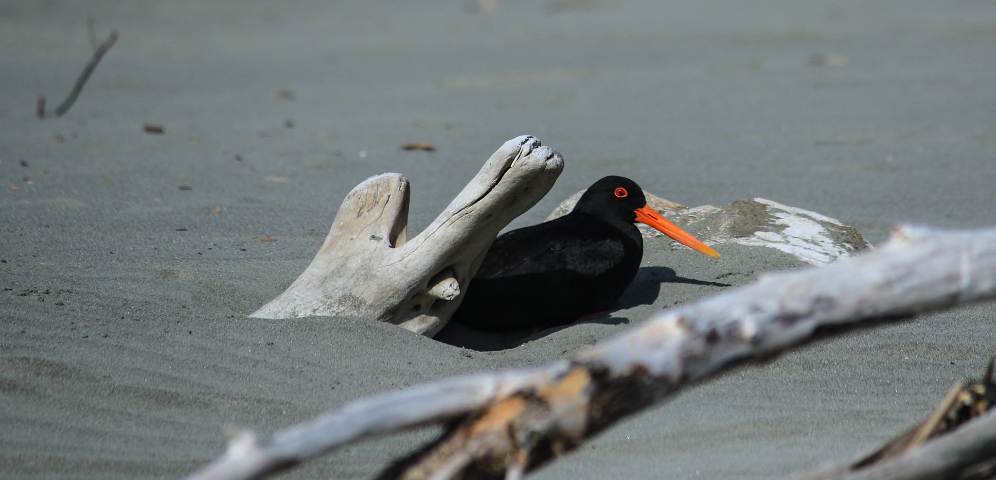 Canon EF-S 55-250mm F4-5.6 IS II sample photo. Oyster catcher photography
