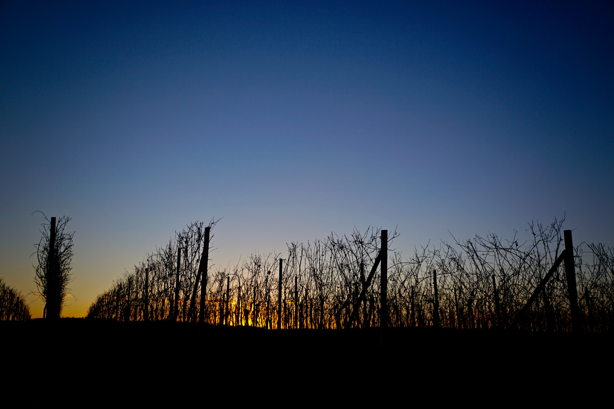 Sony a6300 sample photo. Vineyard photography