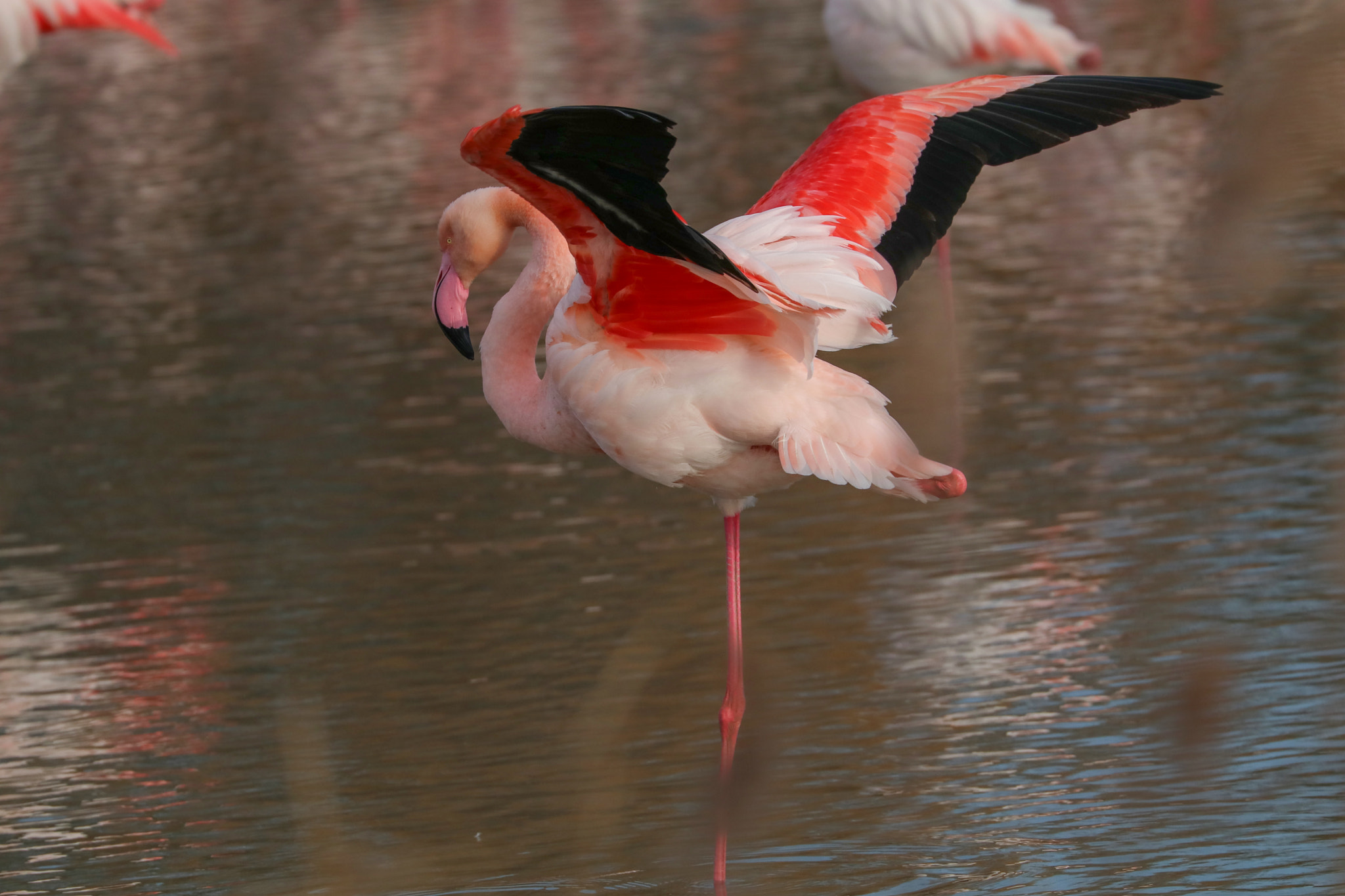 Canon EF 70-300mm F4-5.6L IS USM sample photo. "flamingo jet" photography