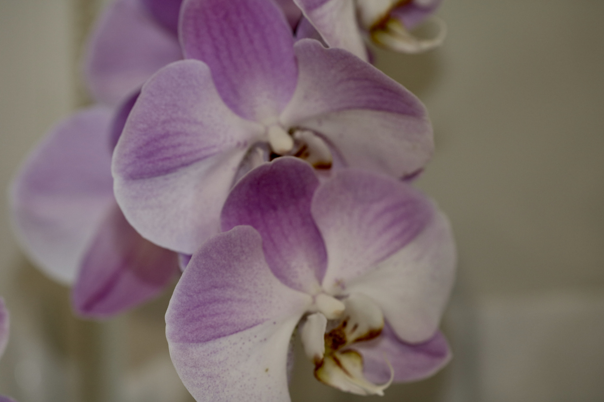 Canon EOS 760D (EOS Rebel T6s / EOS 8000D) sample photo. A hint of summer photography