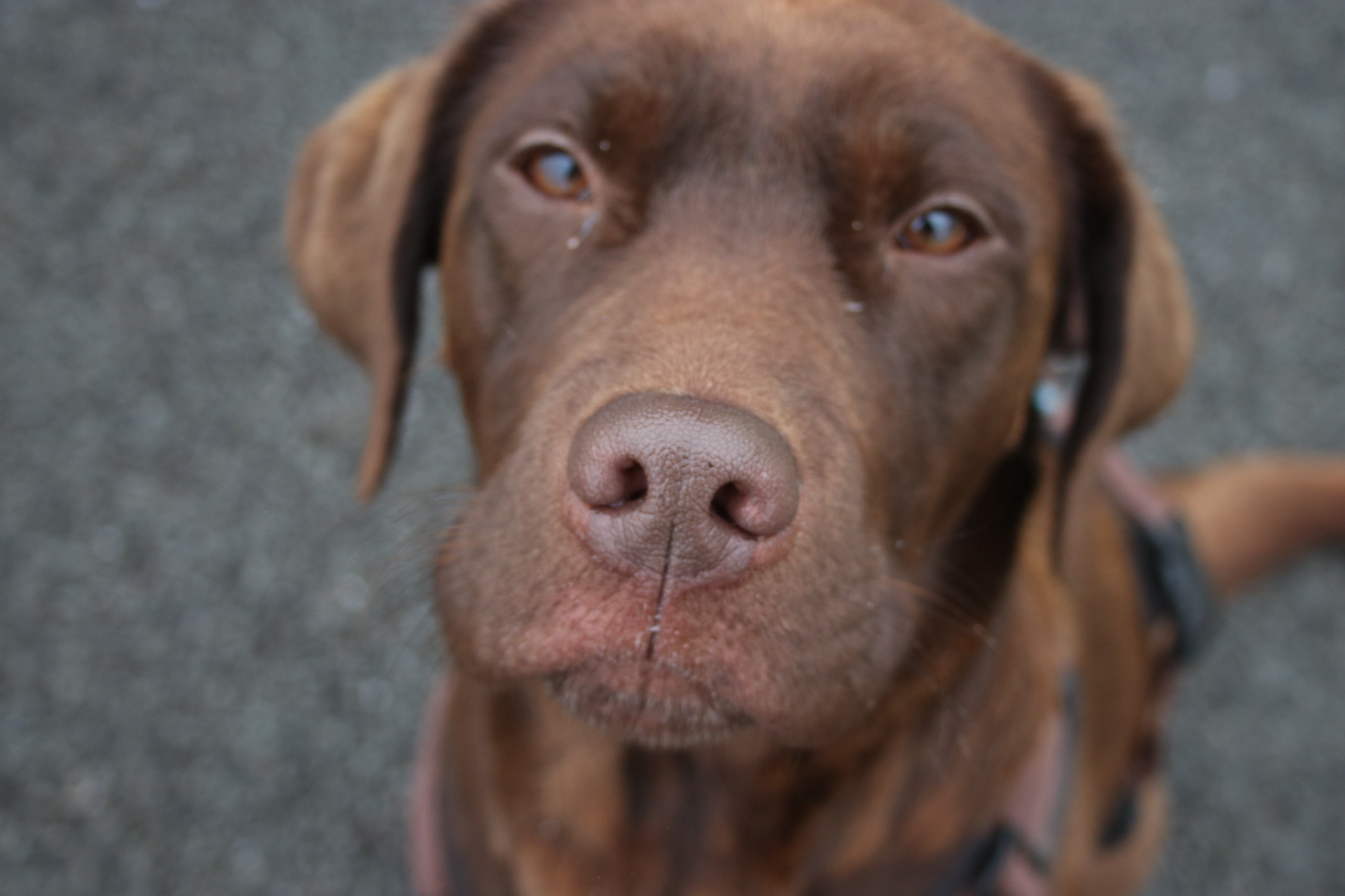 Canon EF-S 18-55mm F3.5-5.6 II sample photo. Supernose photography