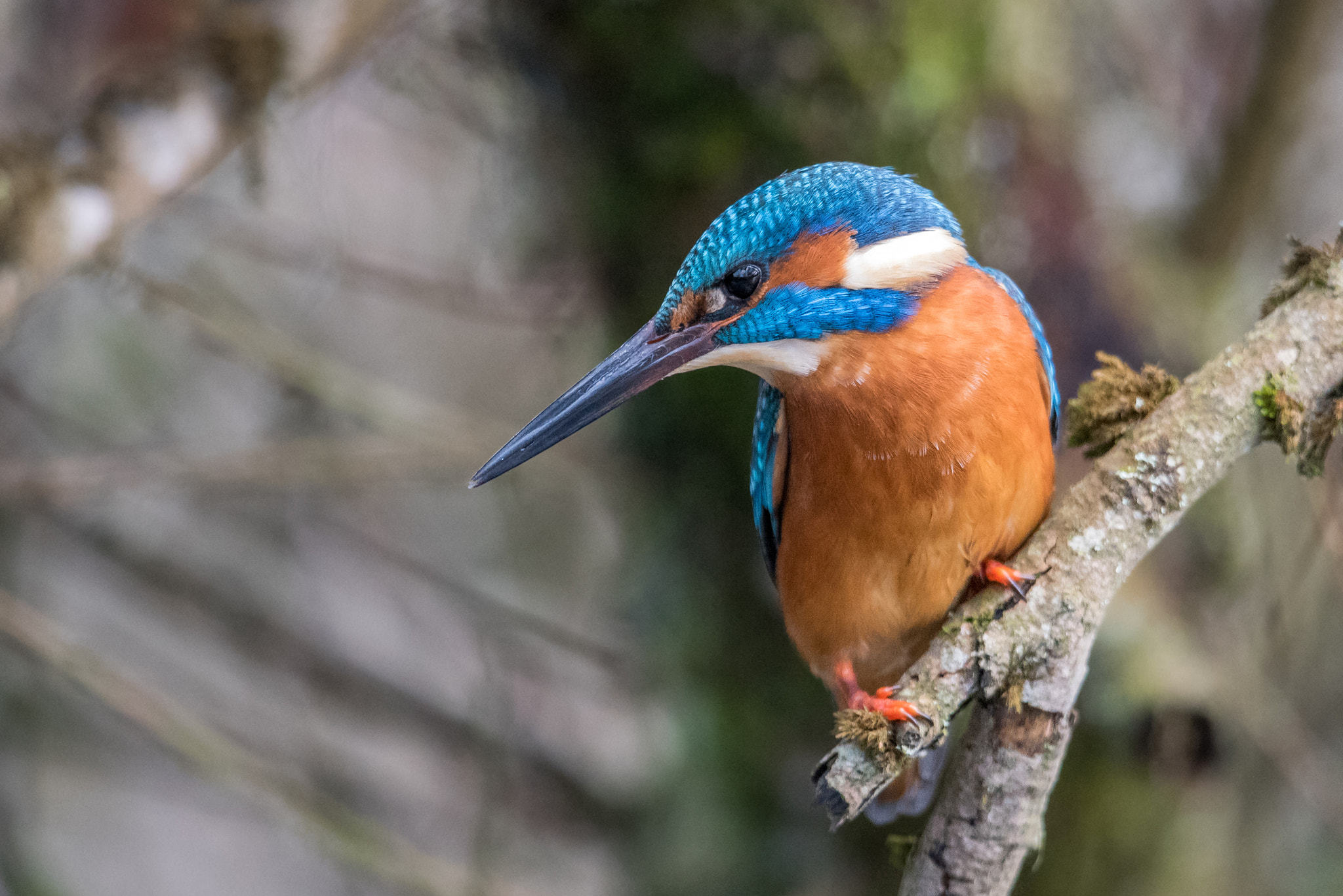Nikon D810 + Nikon AF-S Nikkor 600mm F4G ED VR sample photo. Martin pecheur photography