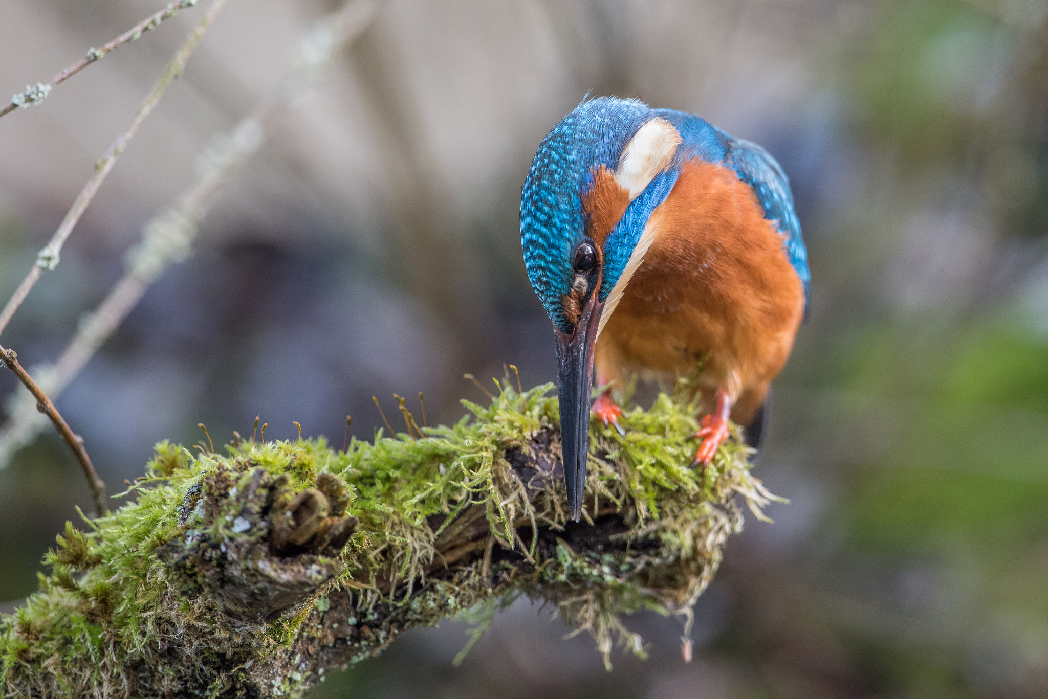 Nikon D810 + Nikon AF-S Nikkor 600mm F4G ED VR sample photo. Martin pecheur photography