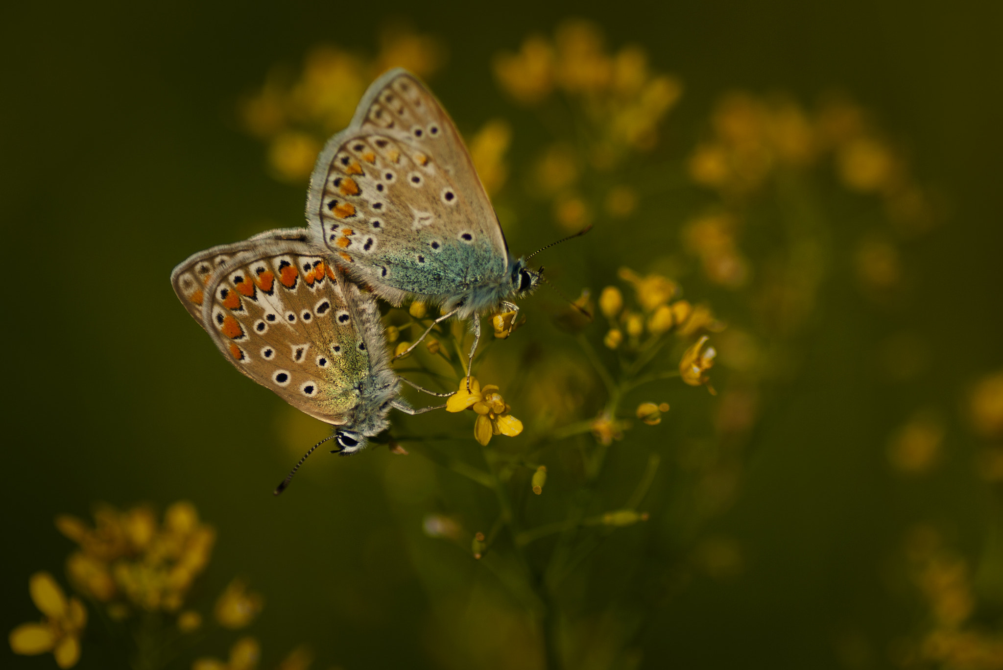 Pentax K20D + Tamron SP AF 90mm F2.8 Di Macro sample photo. *** photography