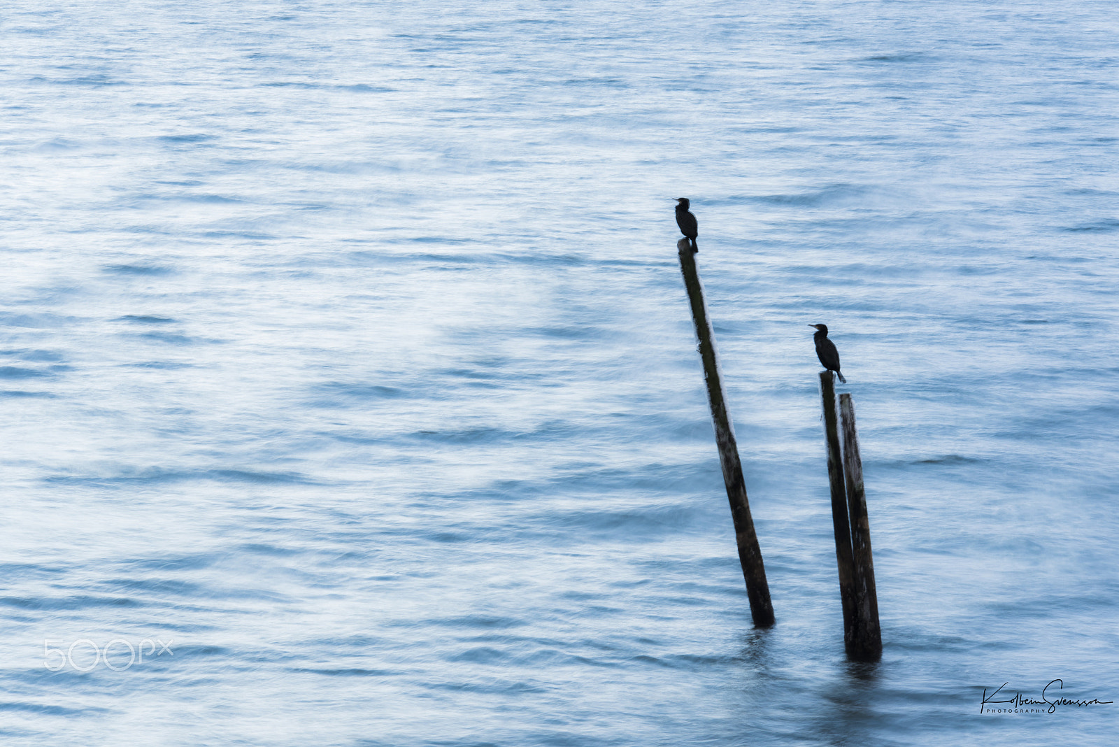 Sigma 150-500mm F5-6.3 DG OS HSM sample photo. Cormorant photography