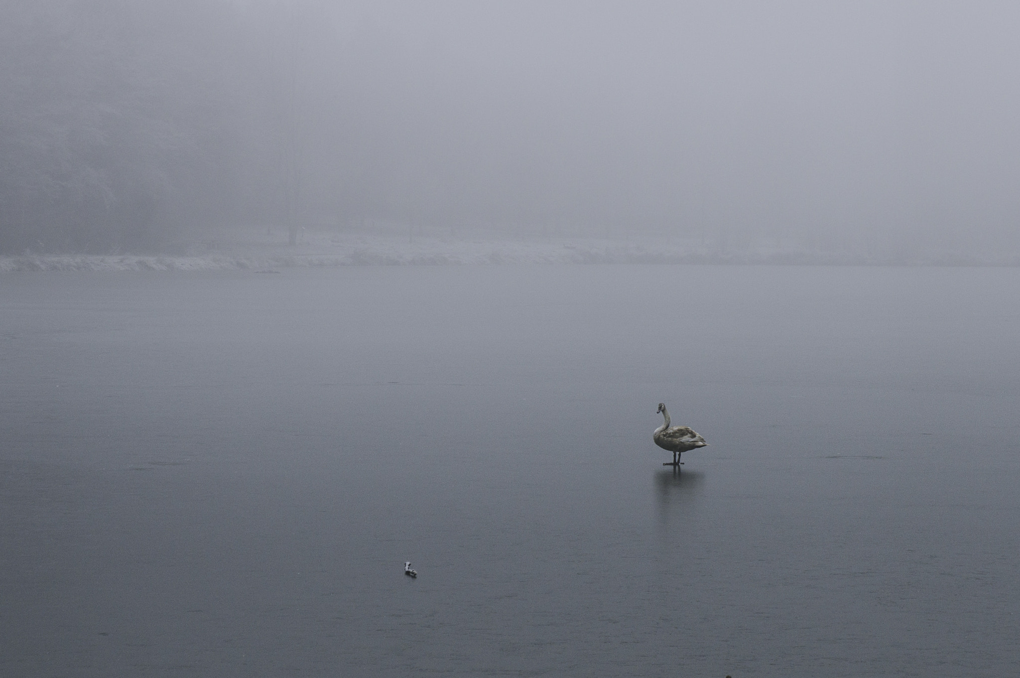 Sony Alpha NEX-5R sample photo. Duck on frozen lake photography