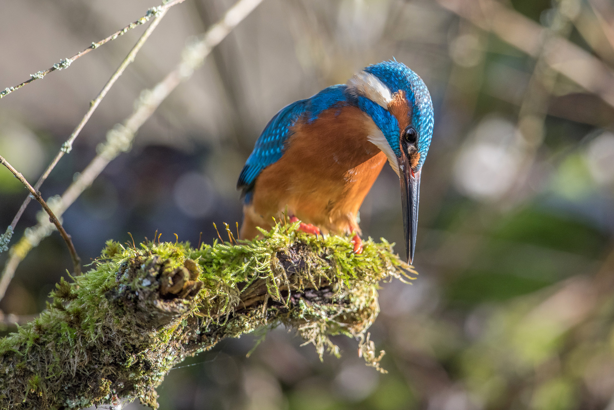 Nikon D810 + Nikon AF-S Nikkor 600mm F4G ED VR sample photo. Martin pecheur photography
