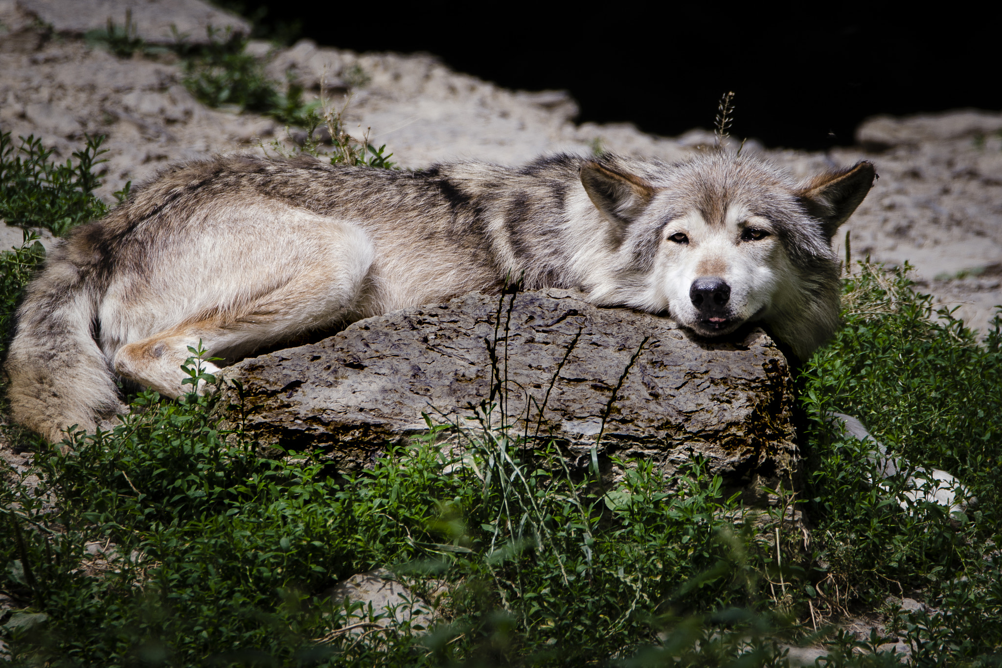 Nikon D5100 + Tamron SP 150-600mm F5-6.3 Di VC USD sample photo. Wolf beim mittagsschlaf photography