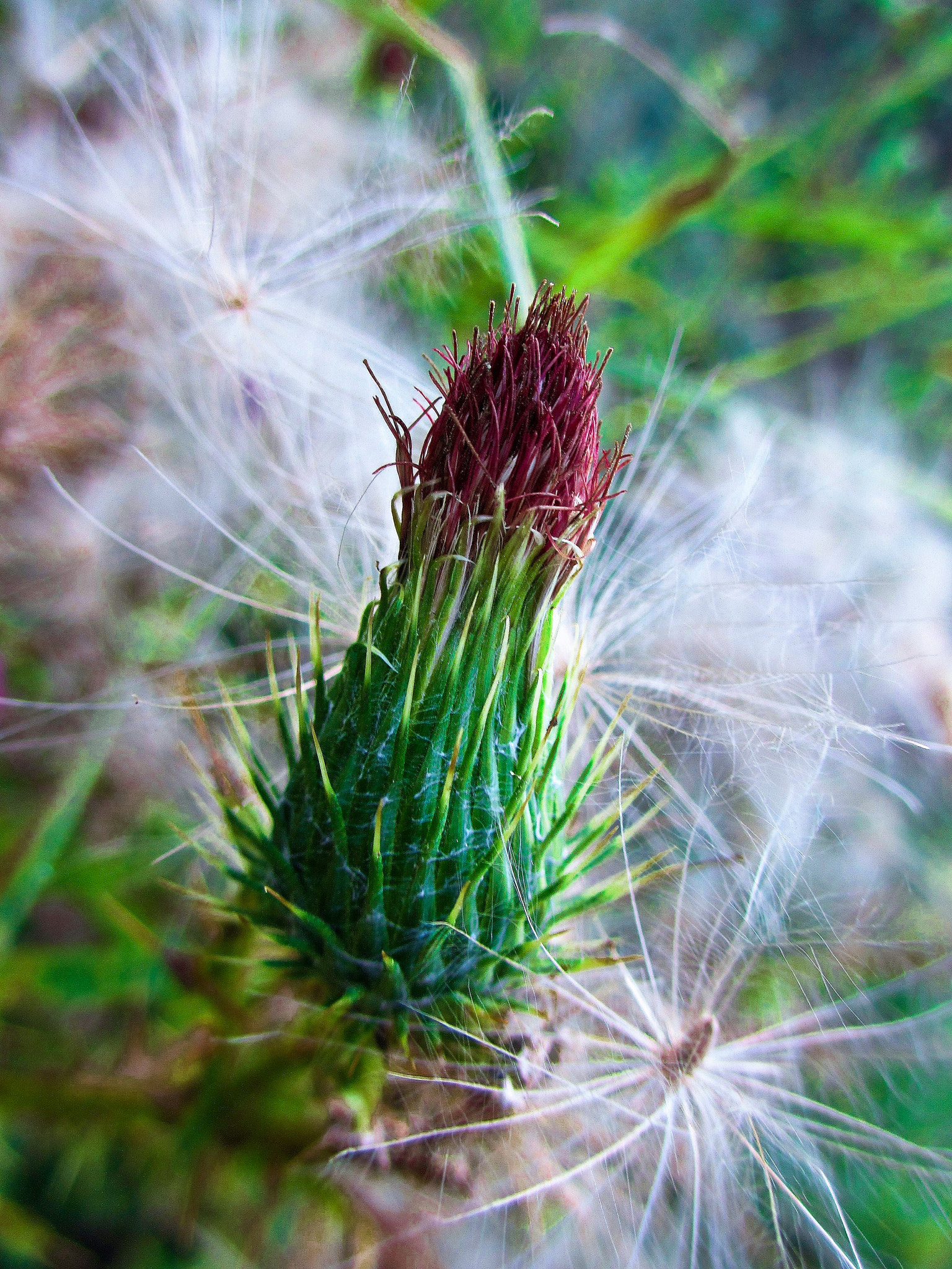 Canon PowerShot ELPH 310 HS (IXUS 230 HS / IXY 600F) sample photo. Thistle. photography