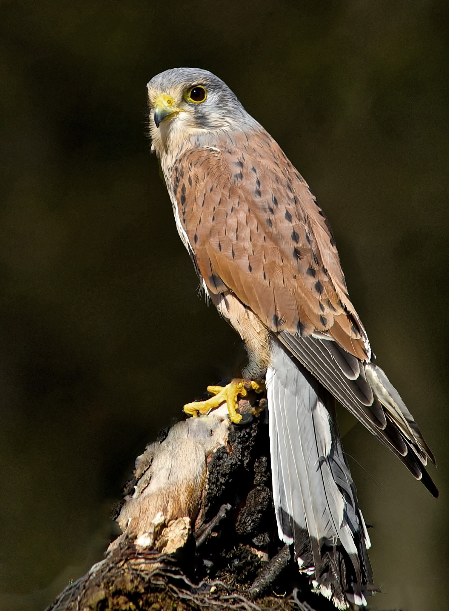 Sony a99 II + Minolta AF 300mm F2.8 HS-APO G sample photo. Kestrel, photography