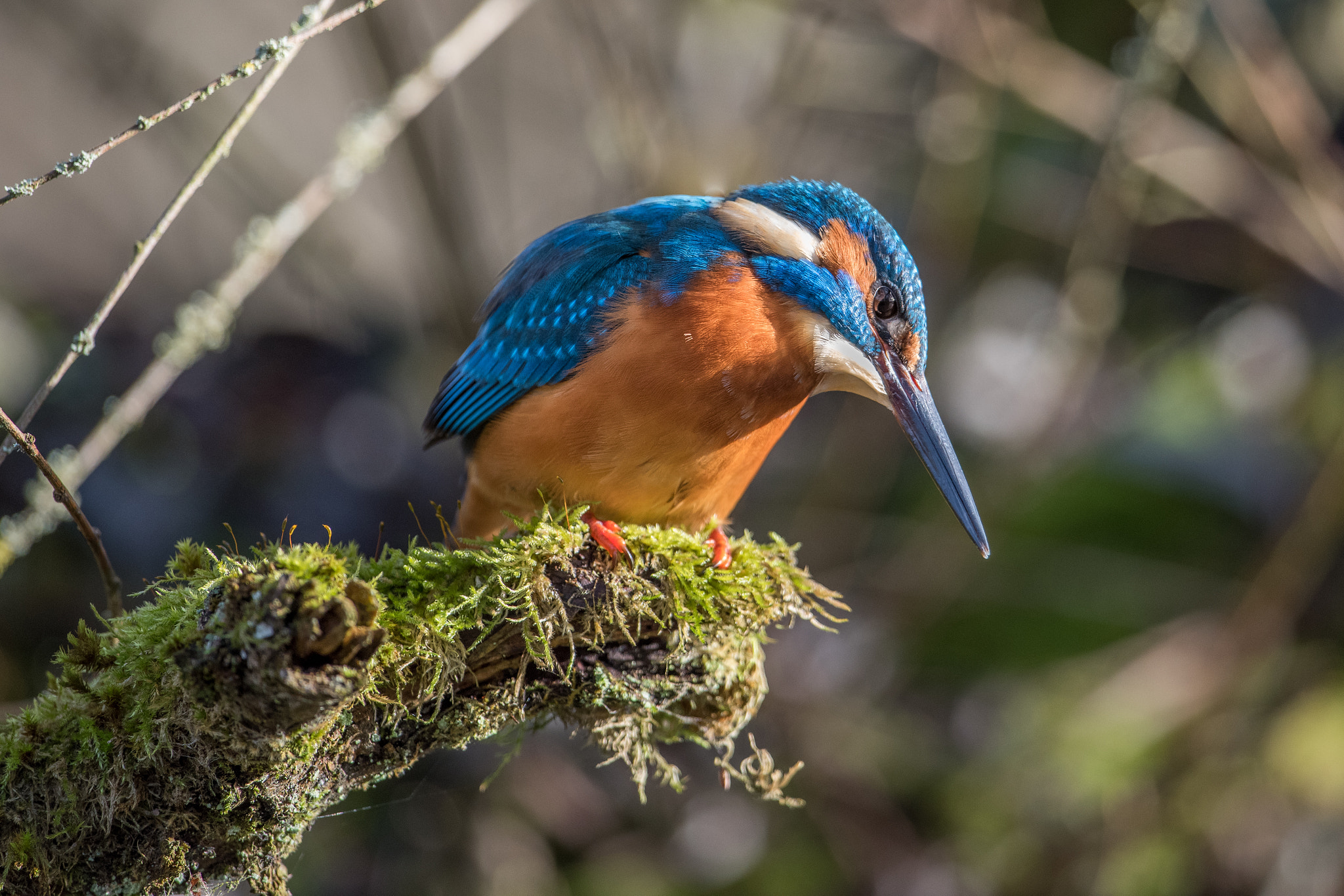 Nikon D810 + Nikon AF-S Nikkor 600mm F4G ED VR sample photo. Martin pecheur photography