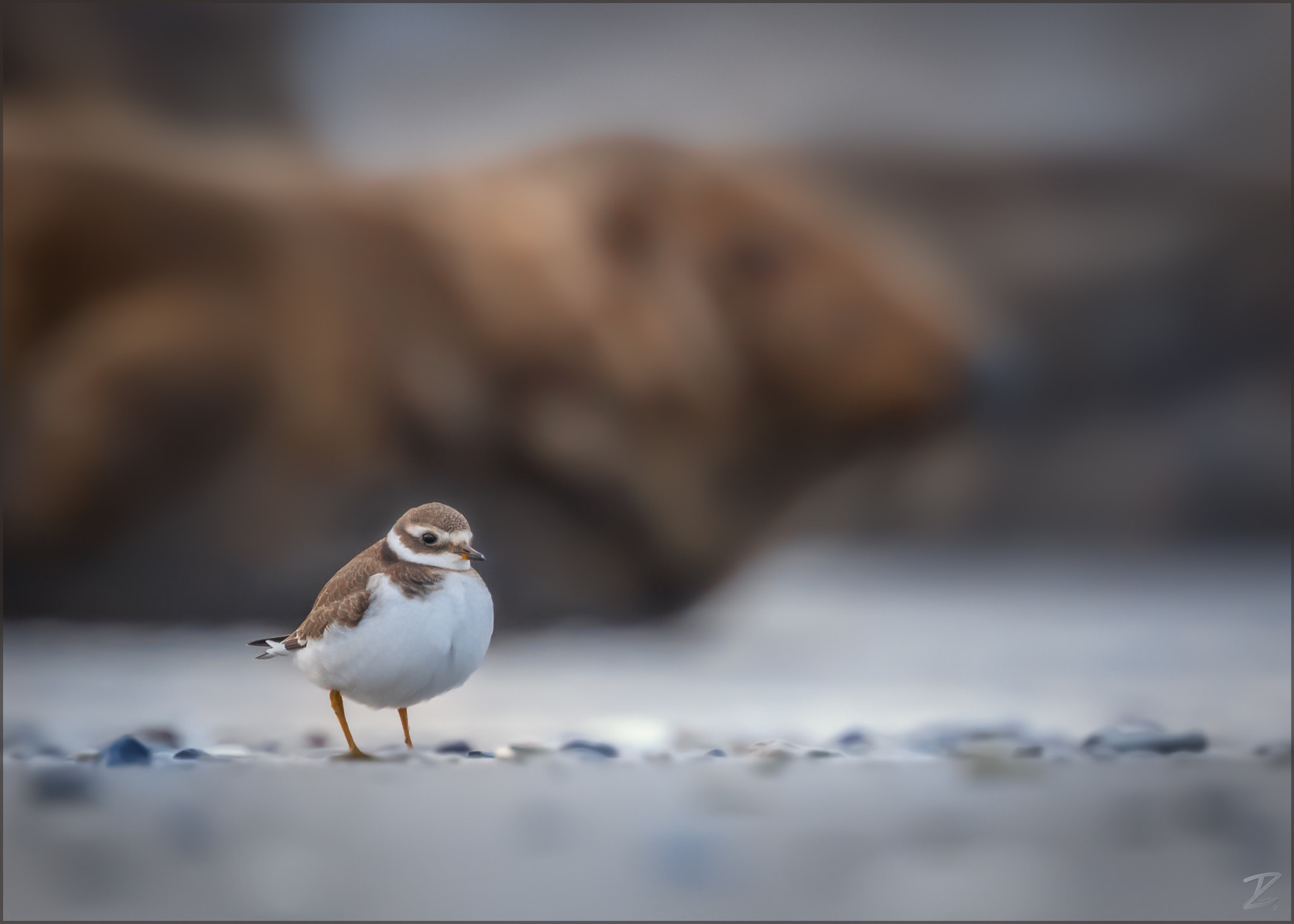 Canon EF 400mm F4 DO IS II USM sample photo. Sandregenpfeifer mit hintergrund photography