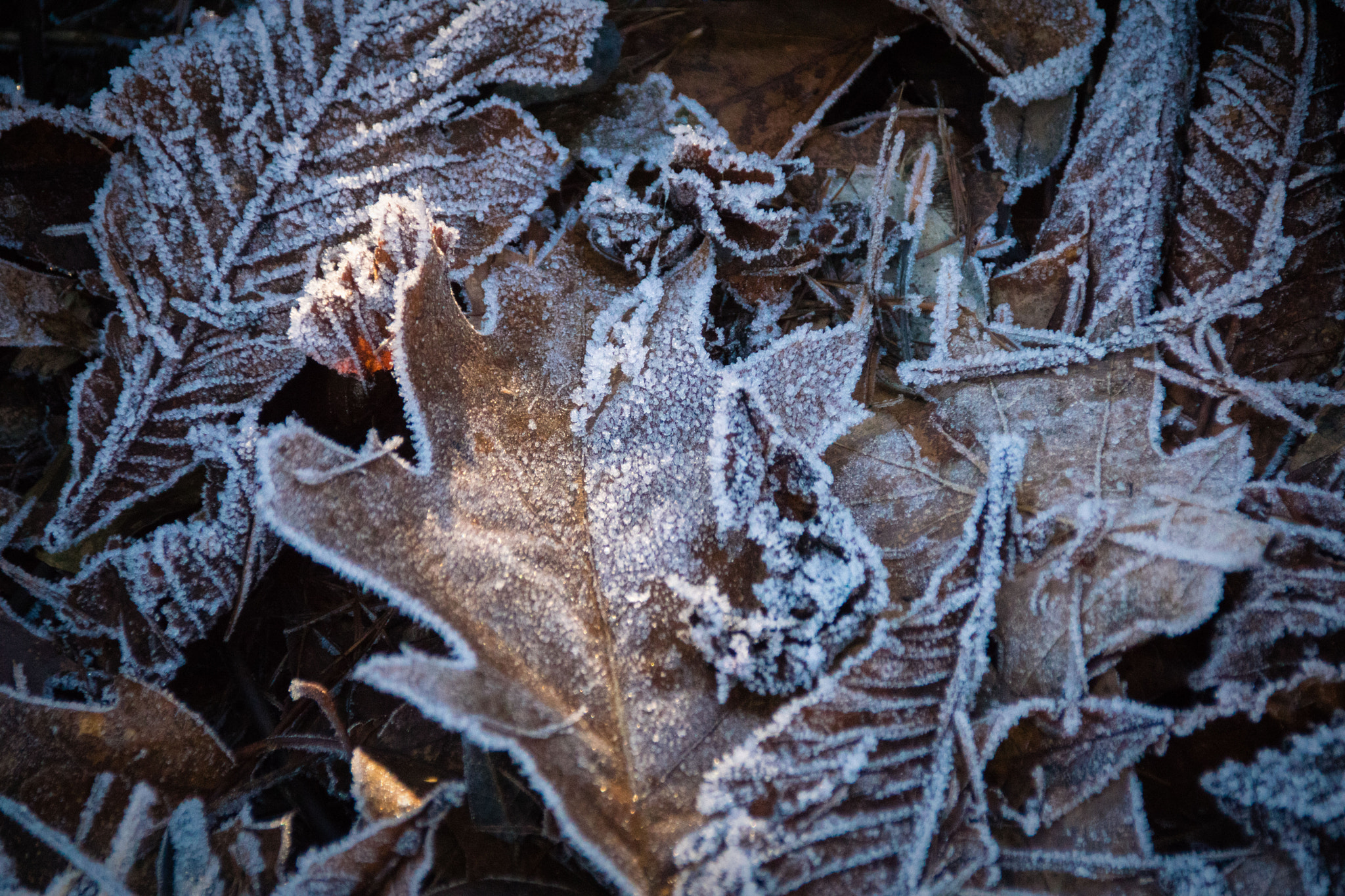 Sony ILCA-77M2 + DT 18-300mm F3.5-6.3 sample photo. Kaltes laub photography