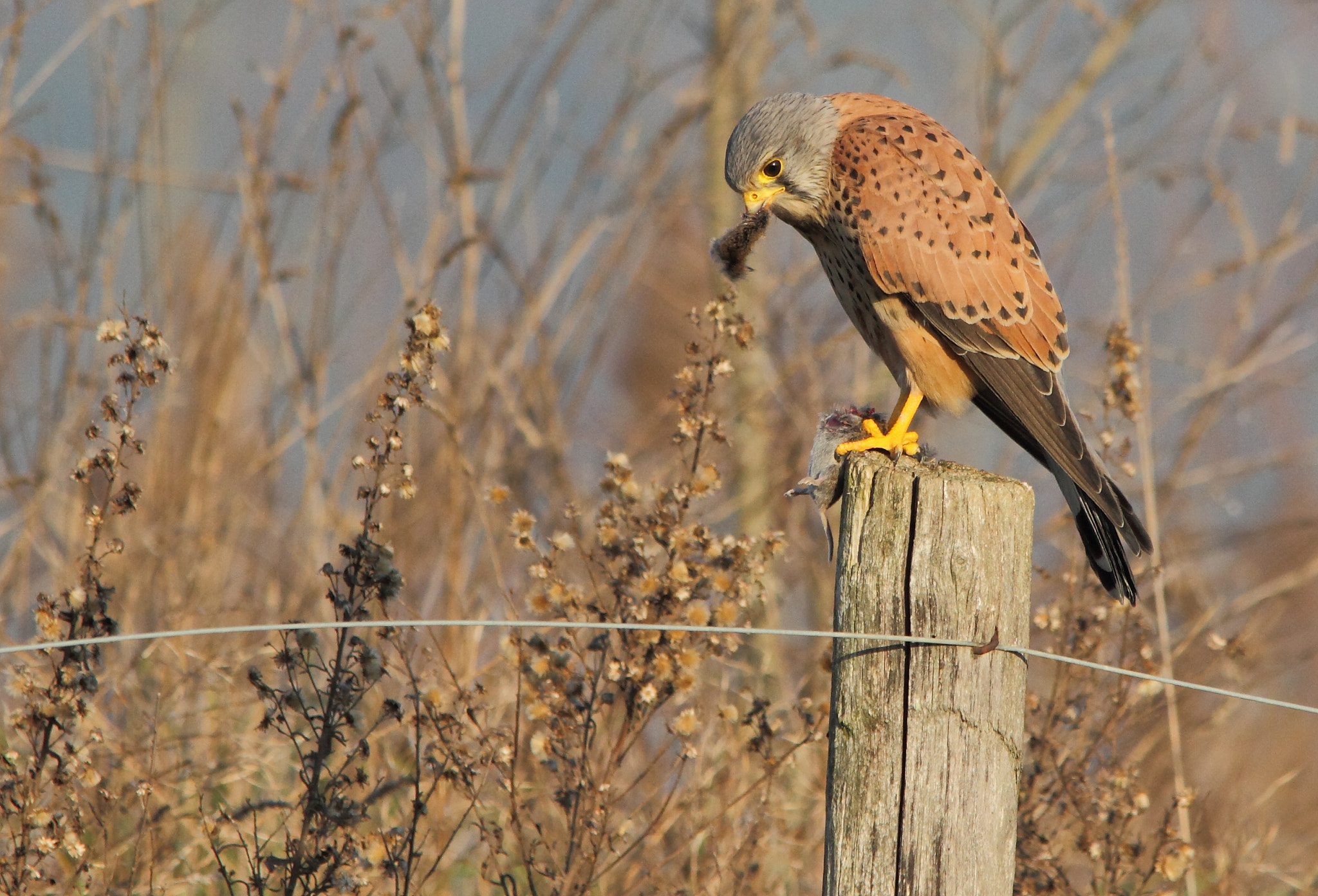 Sigma 150-500mm F5-6.3 DG OS HSM sample photo. Kestrel, gheppio  photography