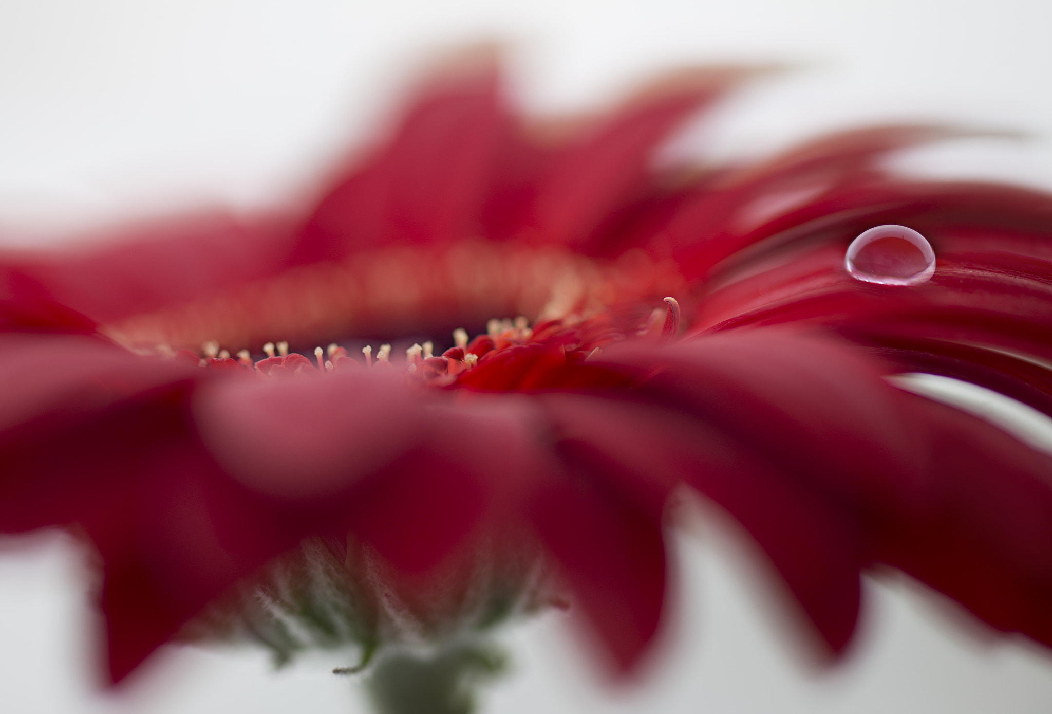 Canon EOS 6D + ZEISS Makro-Planar T* 100mm F2 sample photo. Flower photography