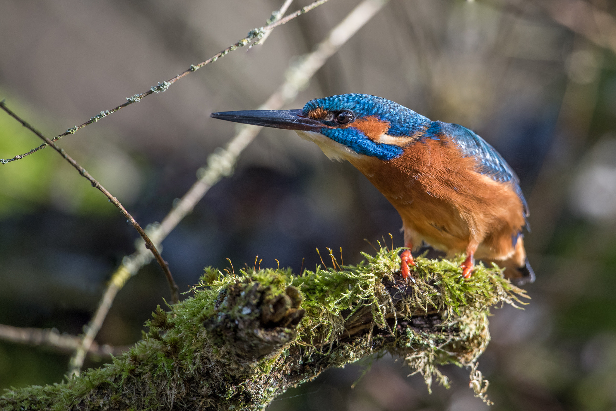 Nikon D810 + Nikon AF-S Nikkor 600mm F4G ED VR sample photo. Martin pecheur photography